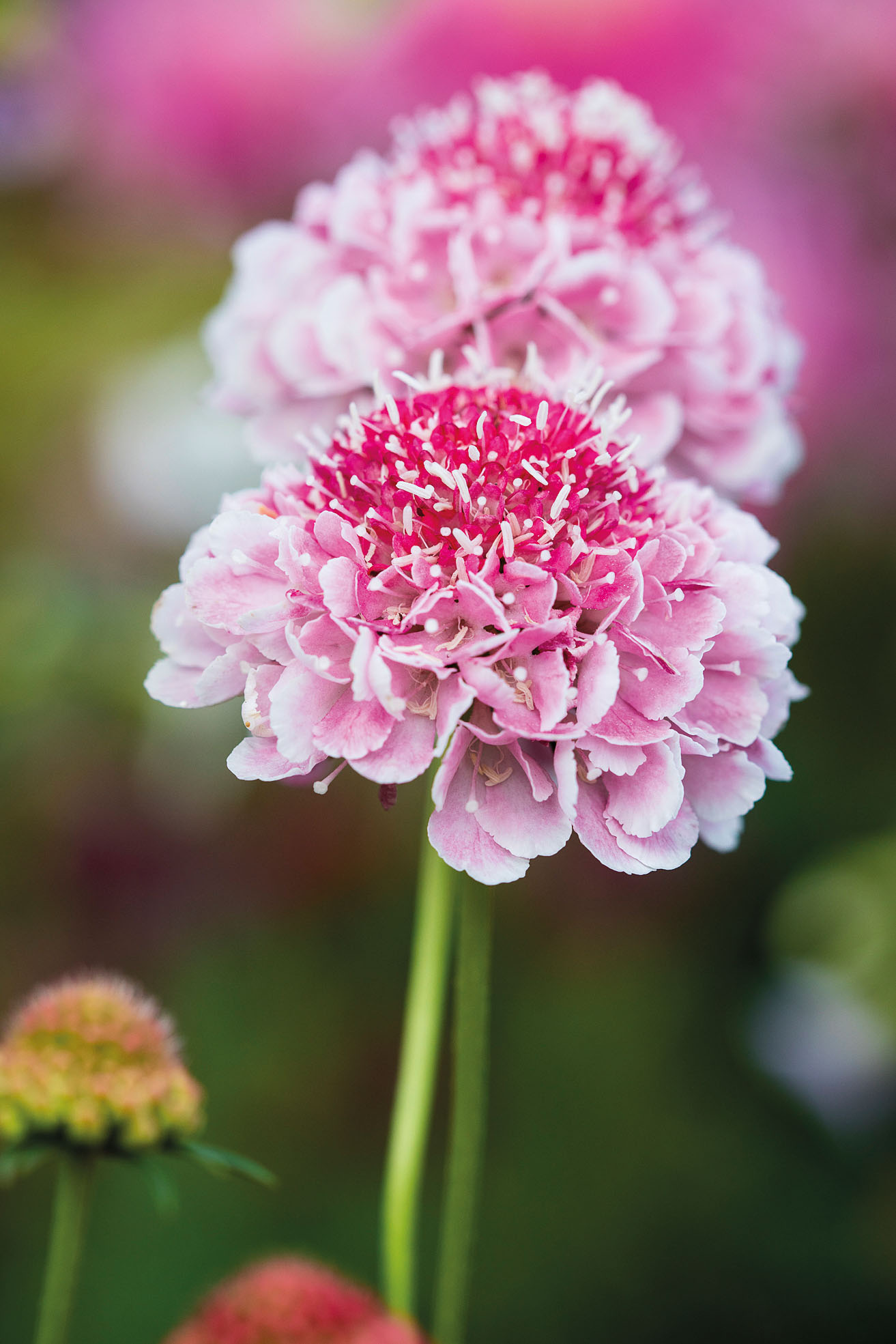 Scabiosa atropurpurea ‘Beaujolais Bonnets’