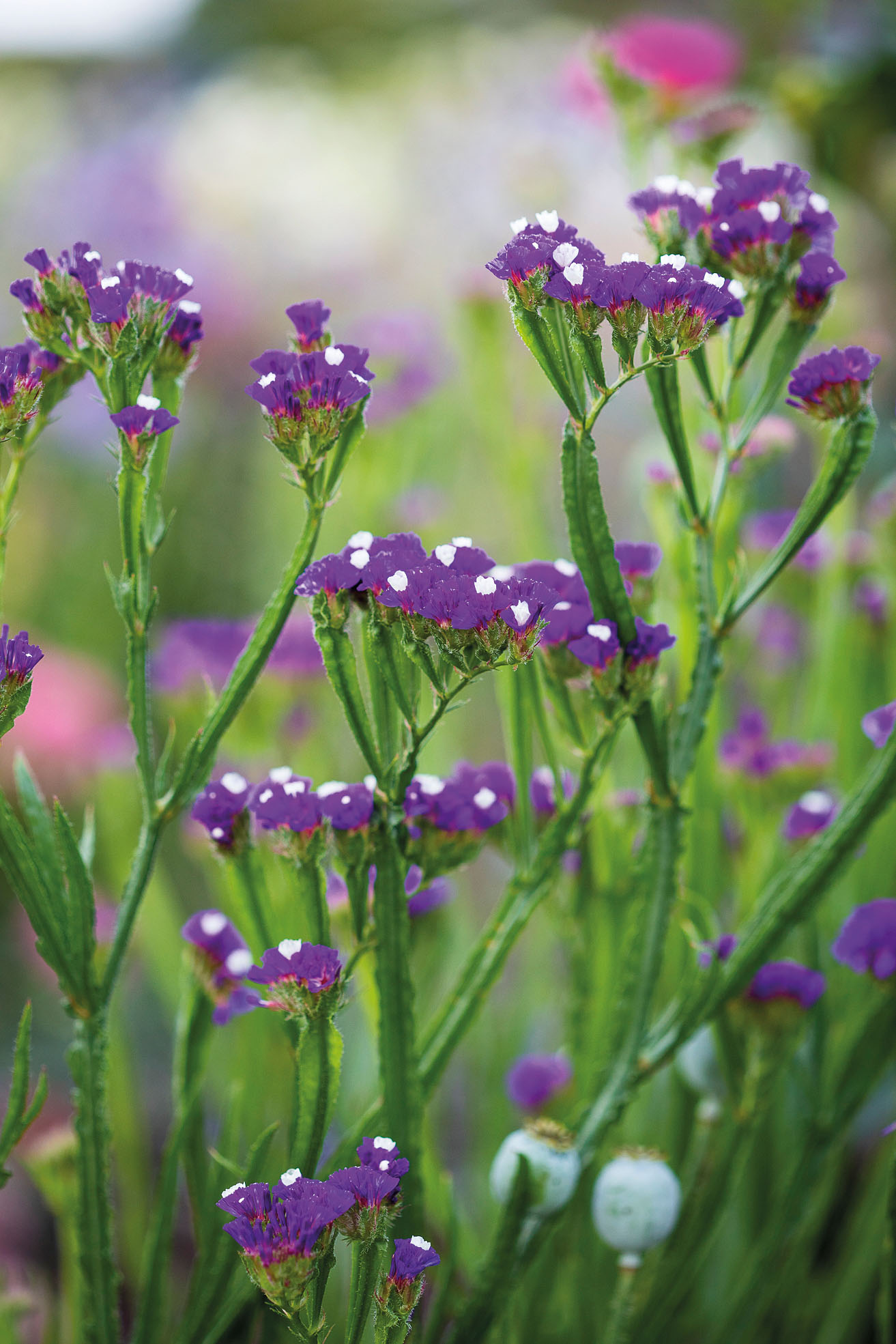 Limonium sinuatum