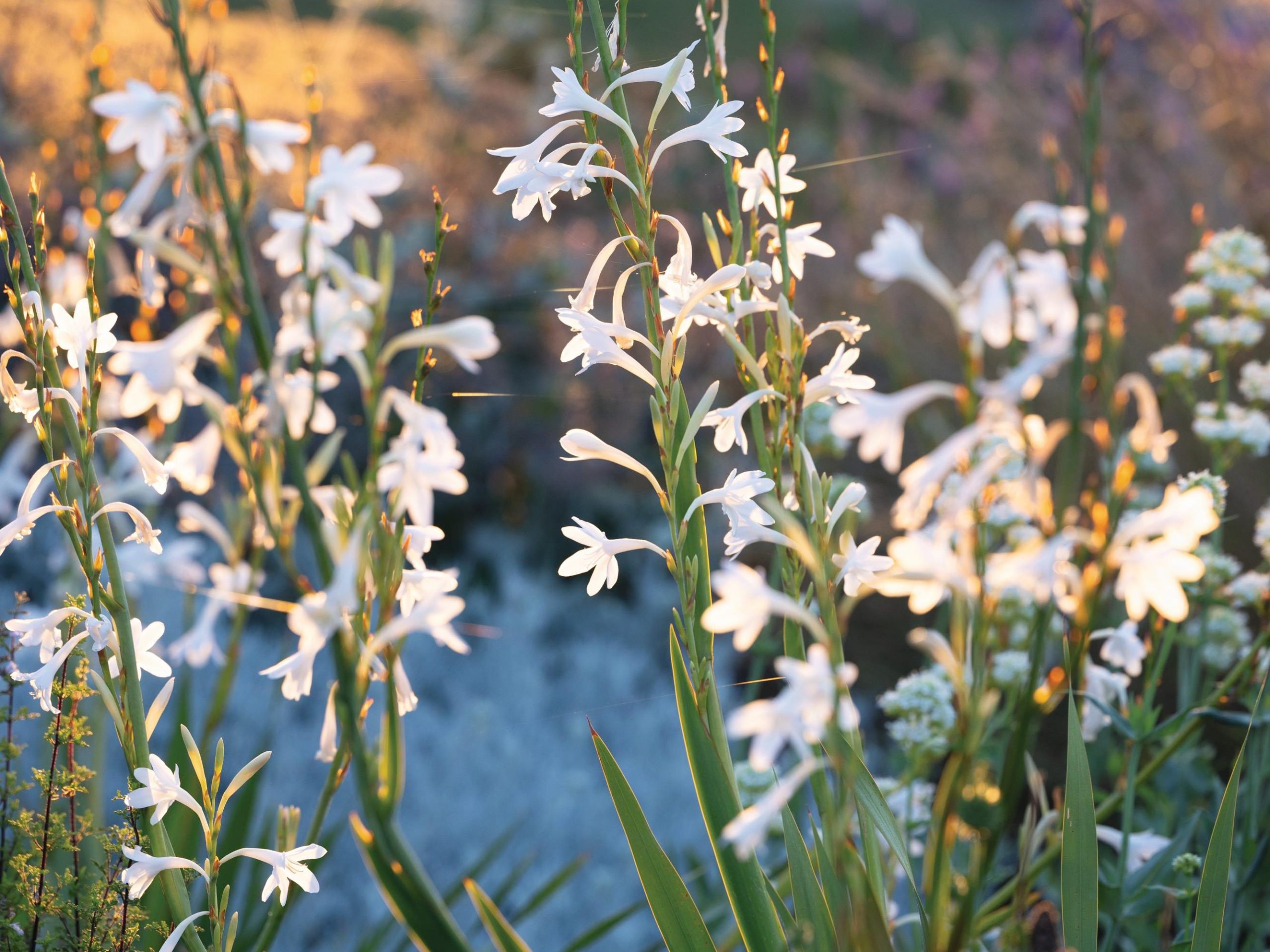 Watsonia borbonica subsp. ardernei ‘Arderne’s White’