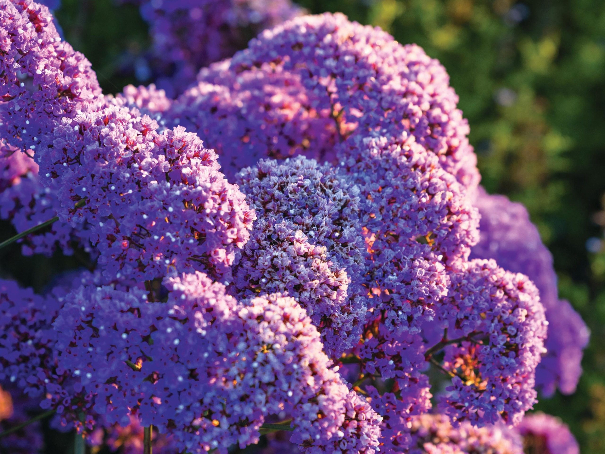 Limonium perezii
