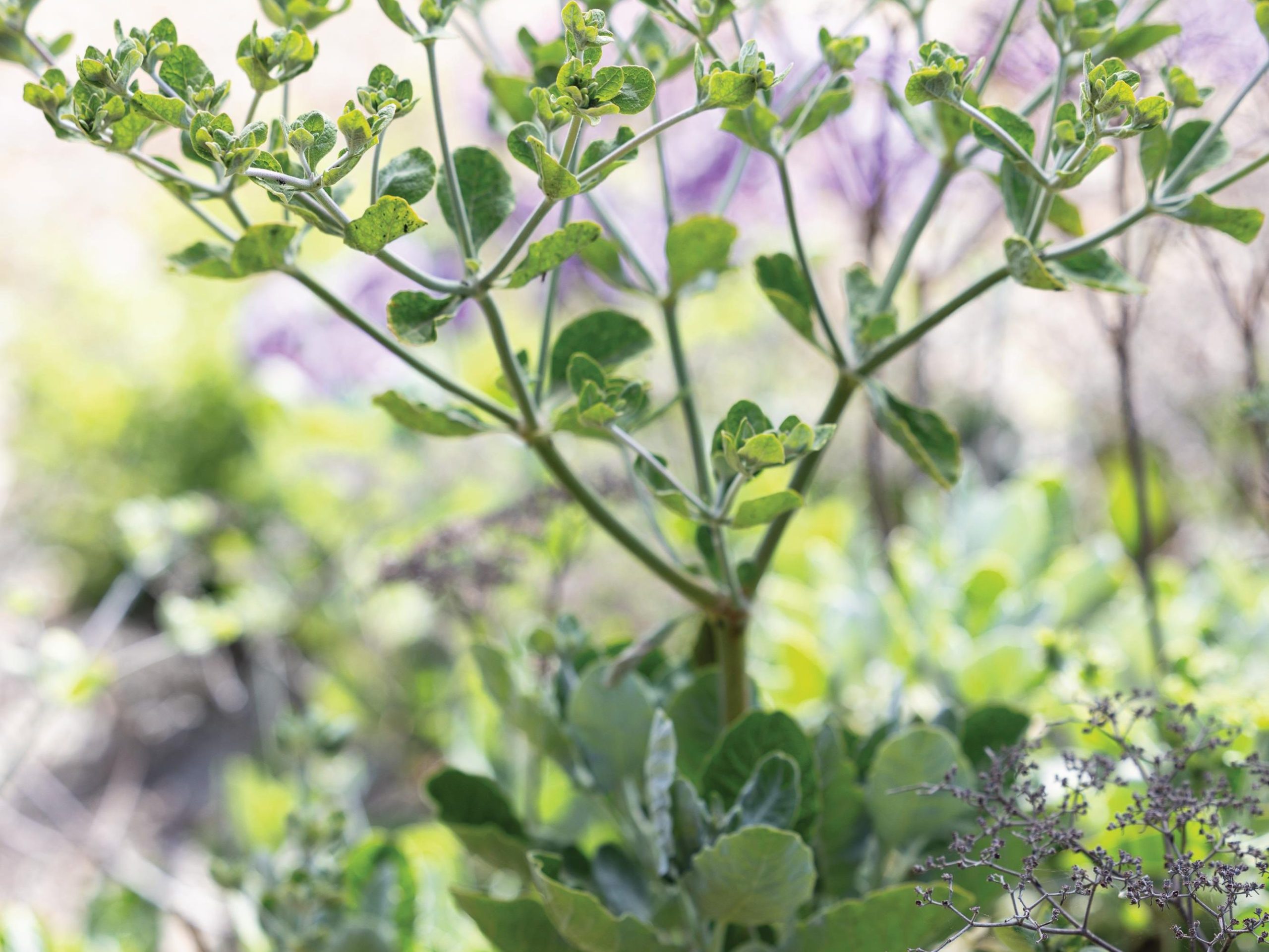 Eriogonum giganteum