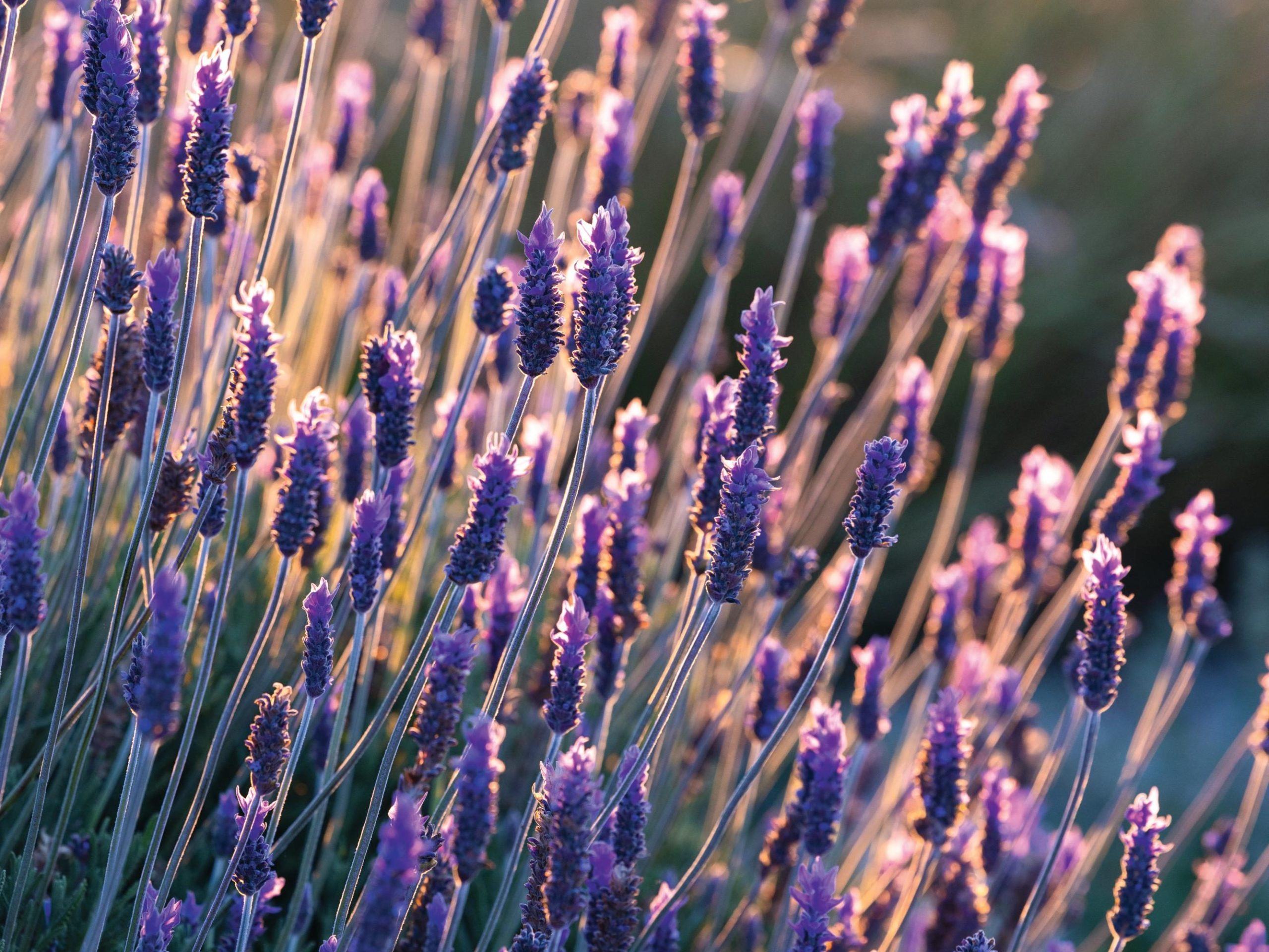 Lavandula dentata