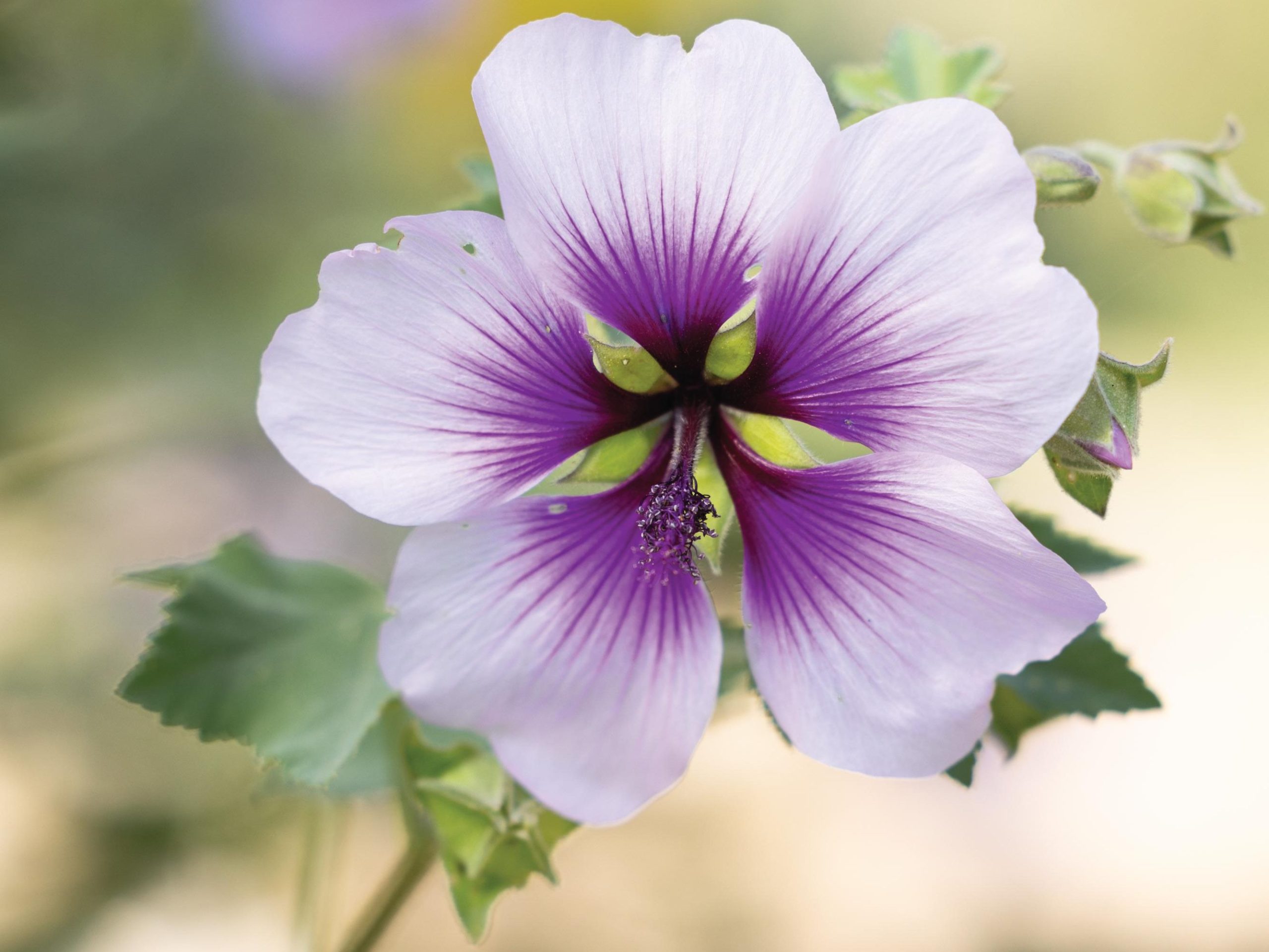 Malva subovata