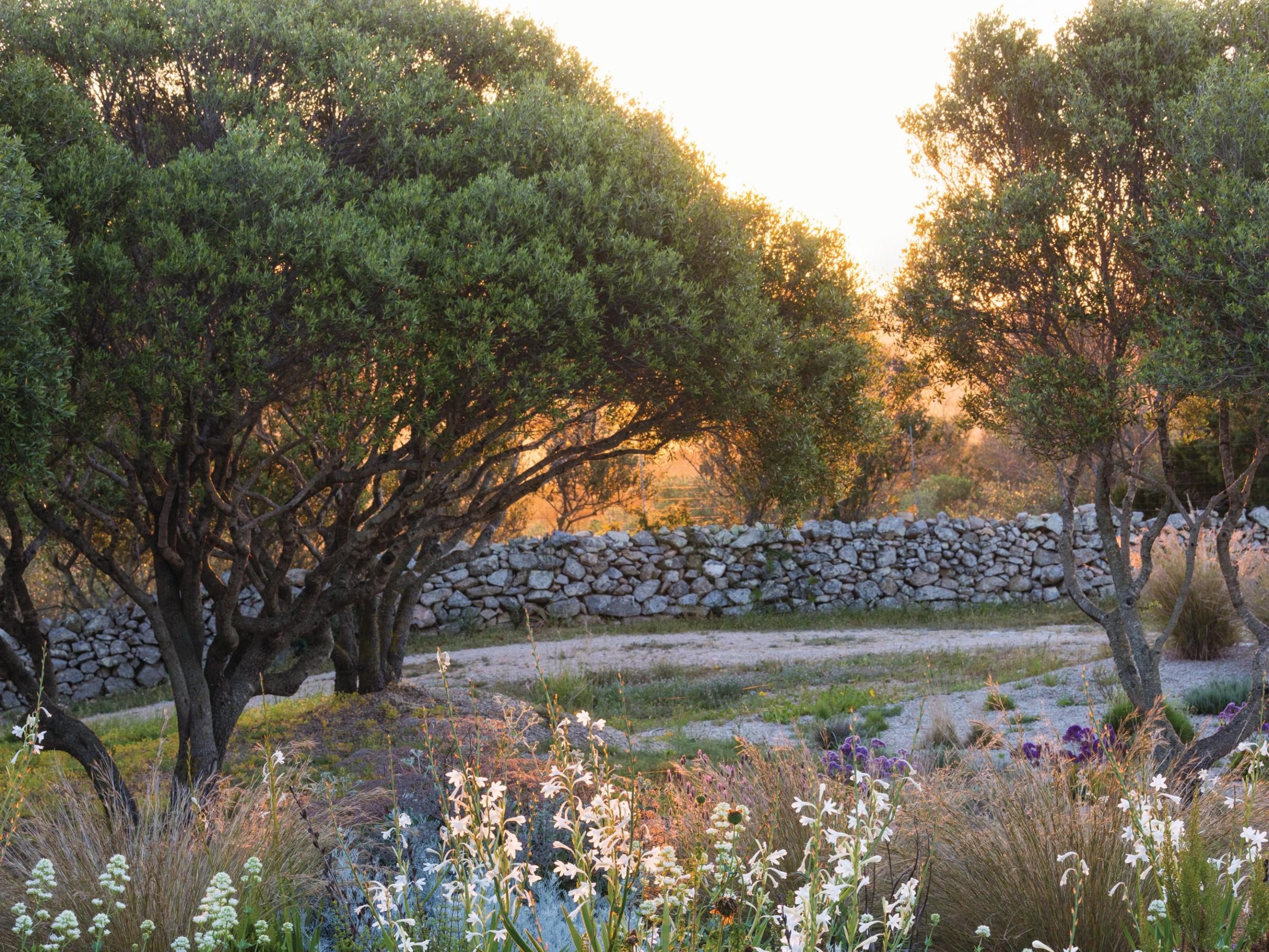 Colourful plants in coastal garden in Sardinia