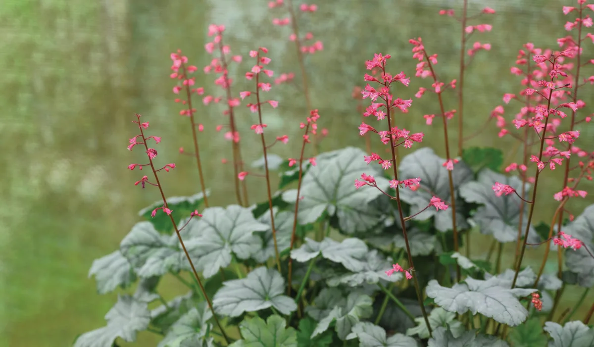 Heuchera Shimmer (= ‘Tnheushi’) Heuchera Shimmer (= ‘Tnheushi’)