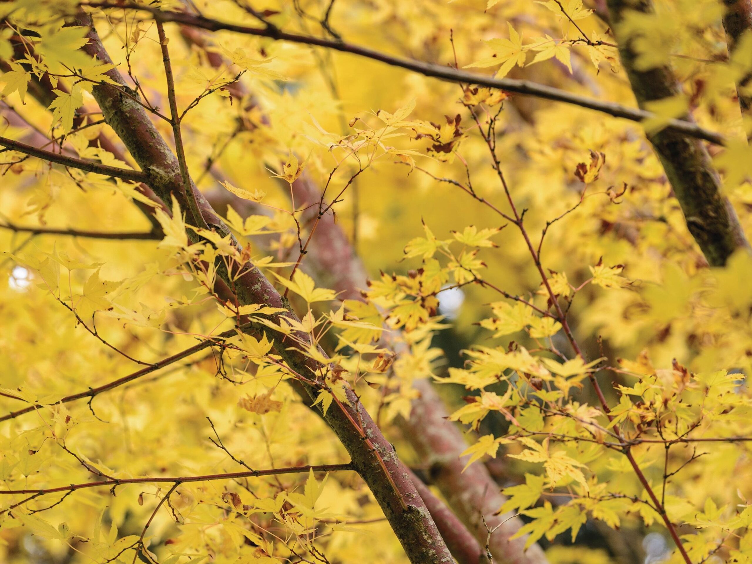 Acer palmatum ‘Sango-kaku’