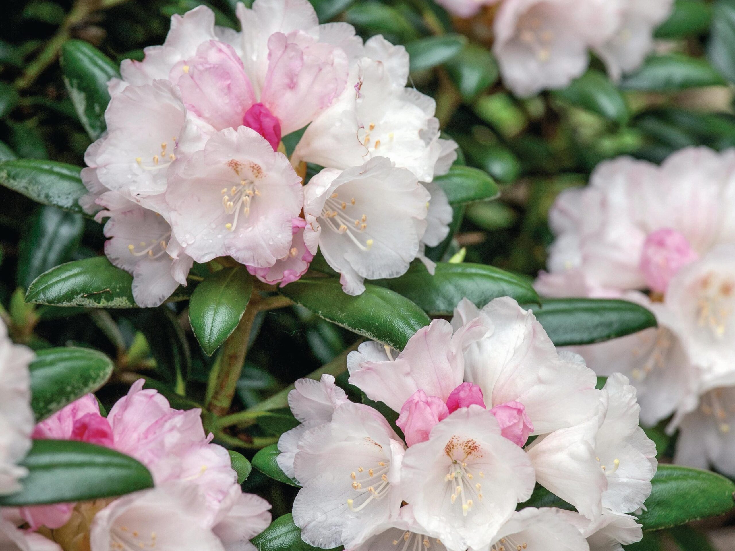 Rhododendron yakushimanum ‘Koichiro Wada’