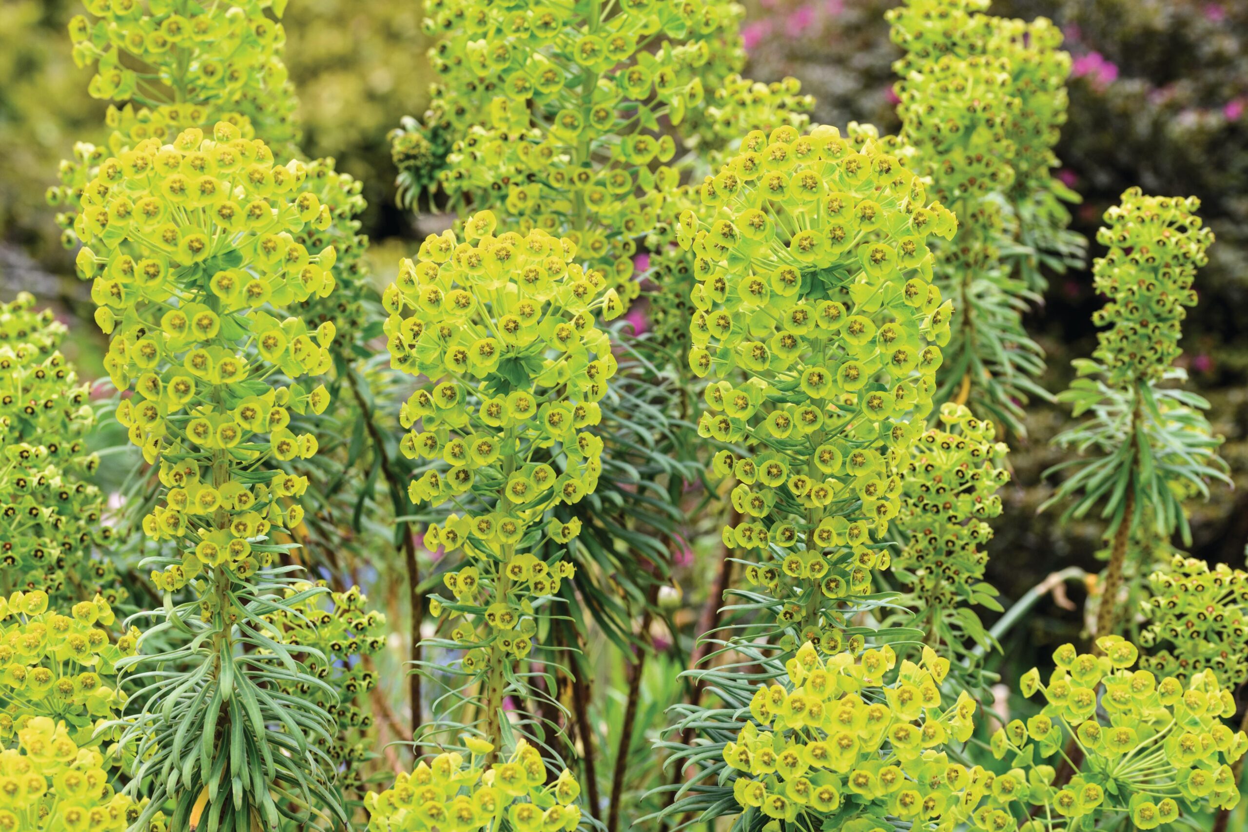 Euphorbia characias subsp. wulfenii