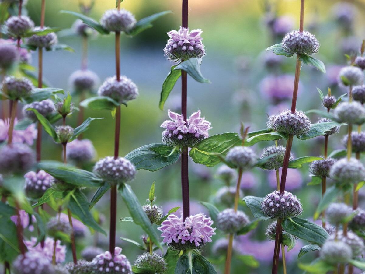 Phlomoides tuberosa ‘Amazone’