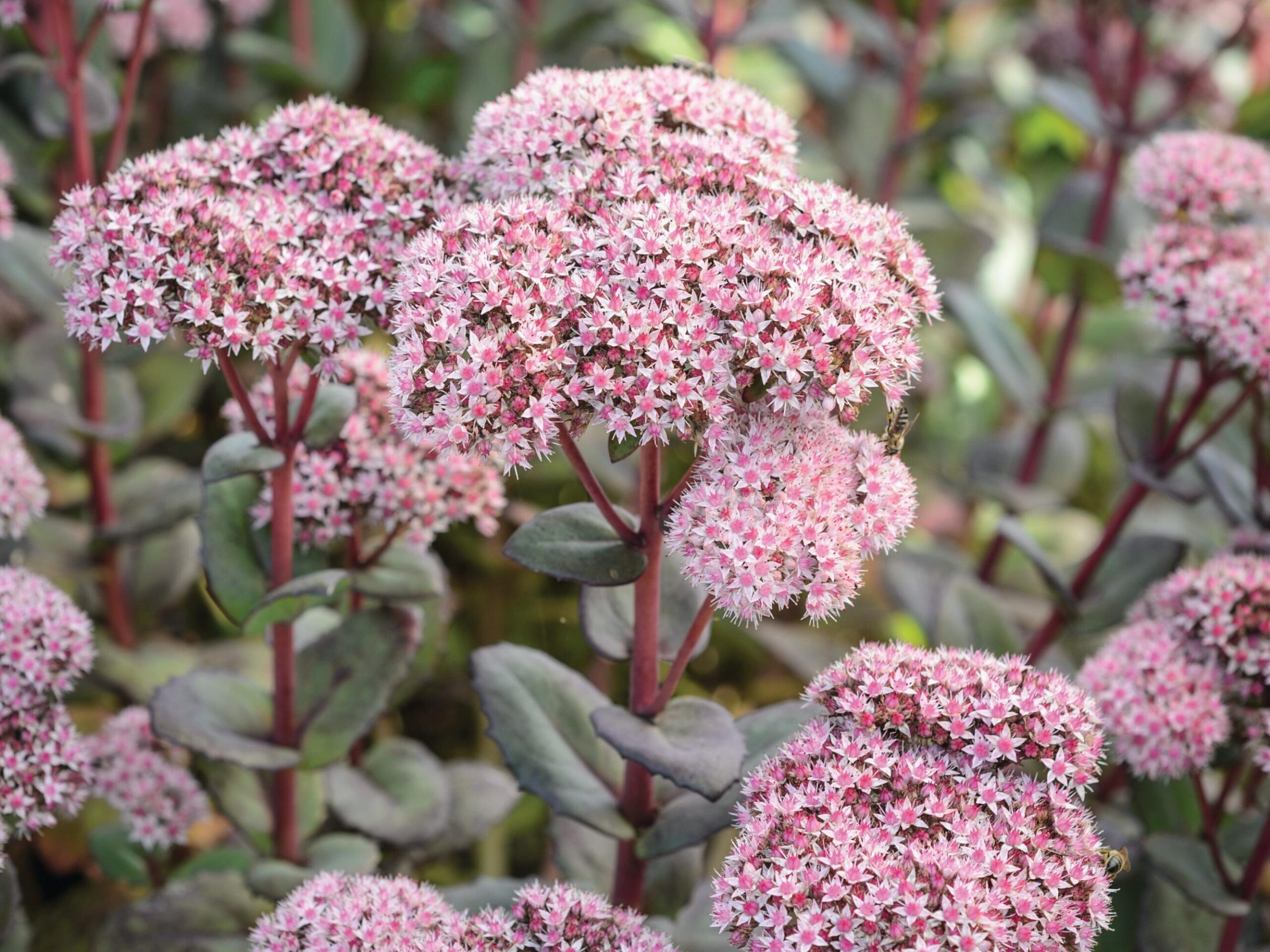 Hylotelephium ‘Matrona’