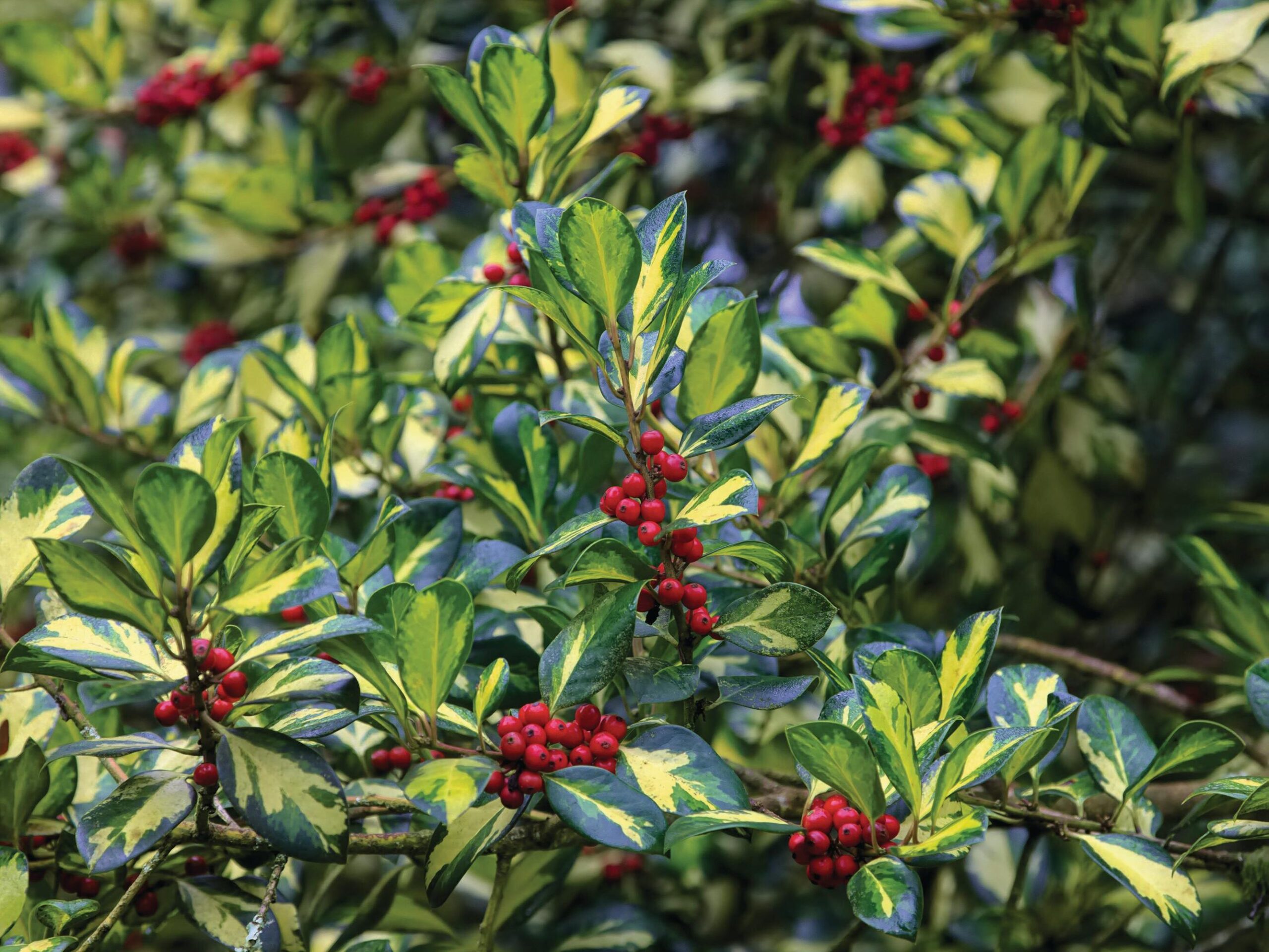 Ilex X altaclerensis ‘Lawsoniana’