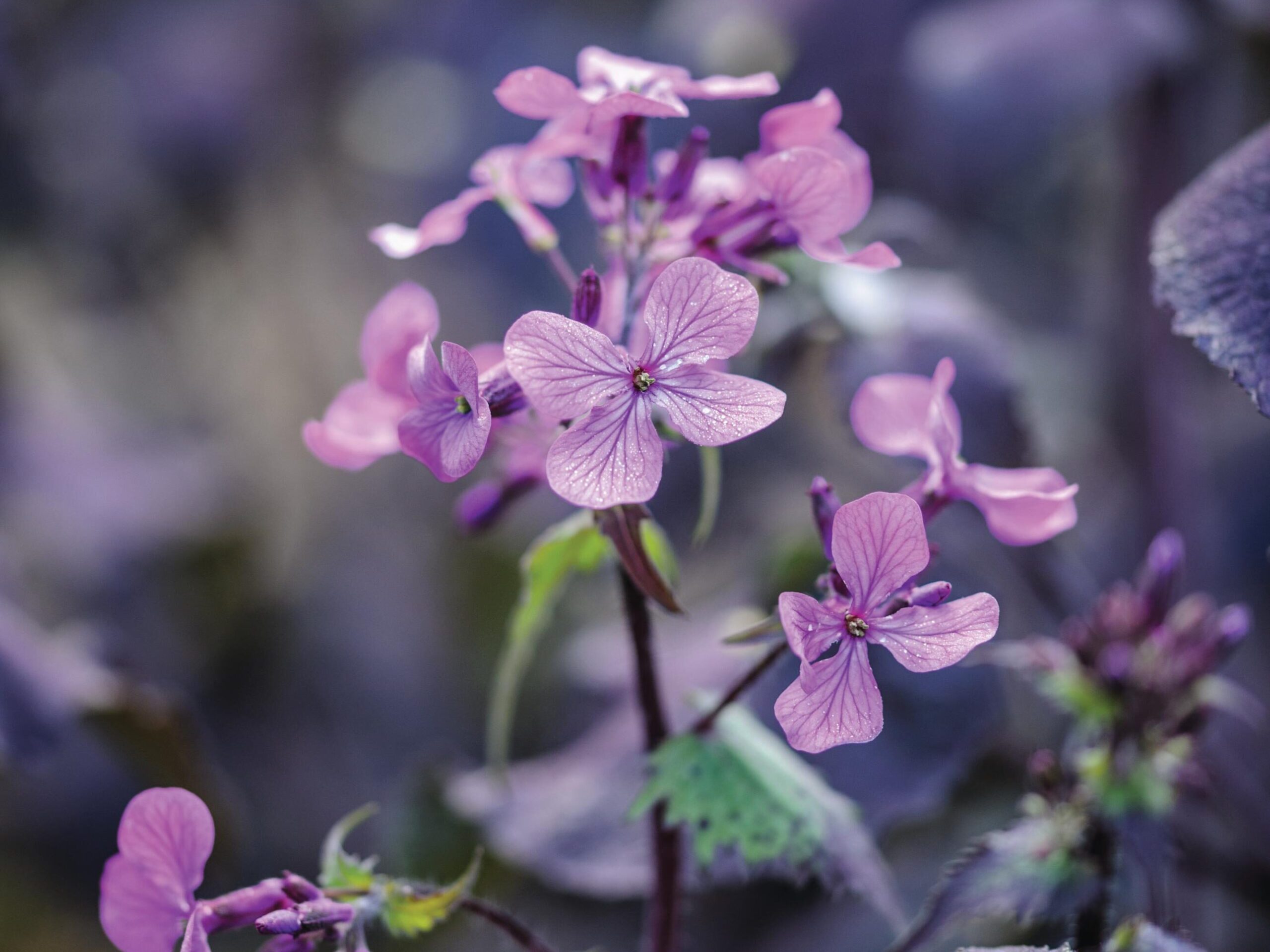 Lunaria annua ‘Chedglow’