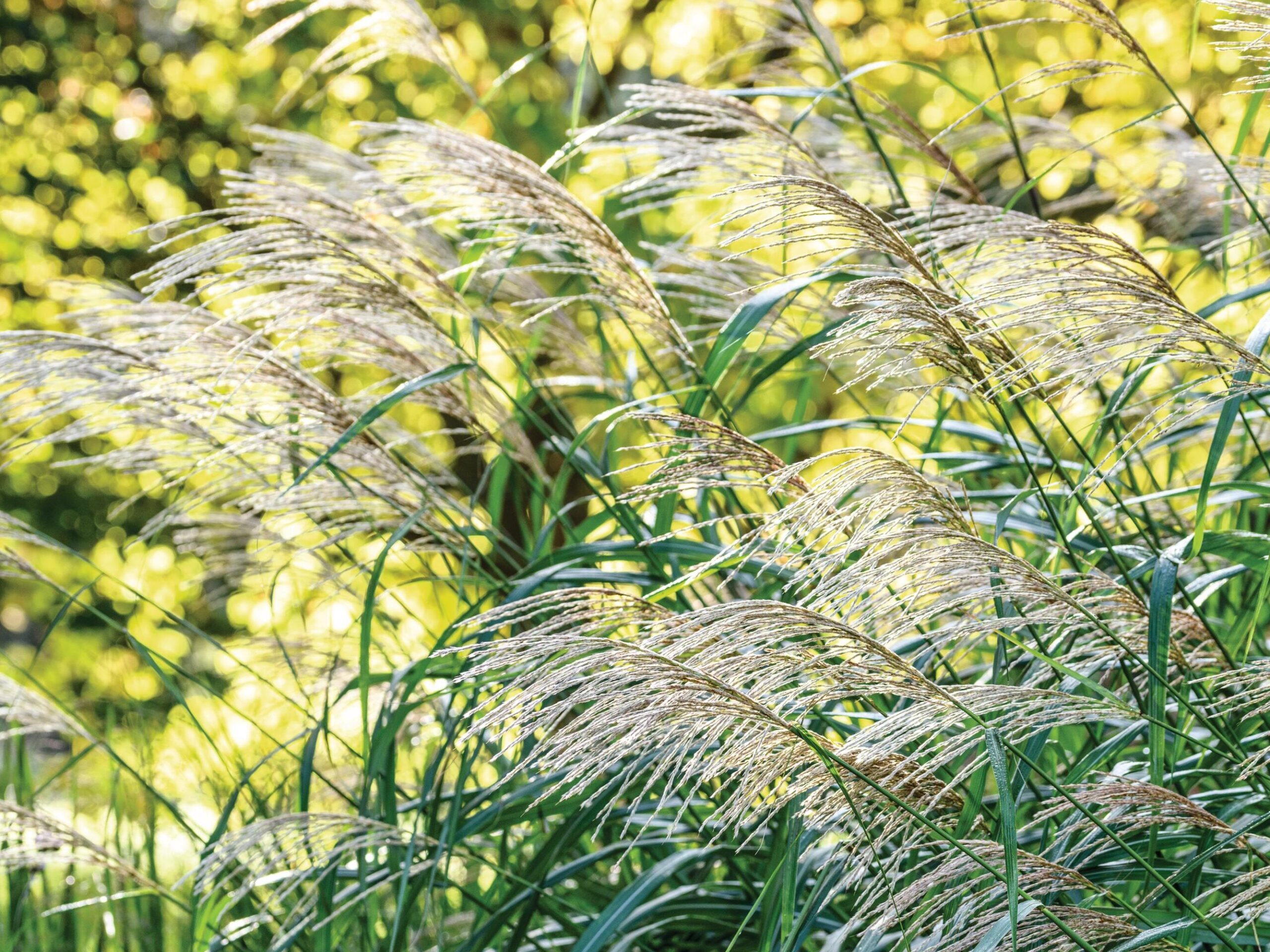 Miscanthus sinensis ‘Silberfeder’