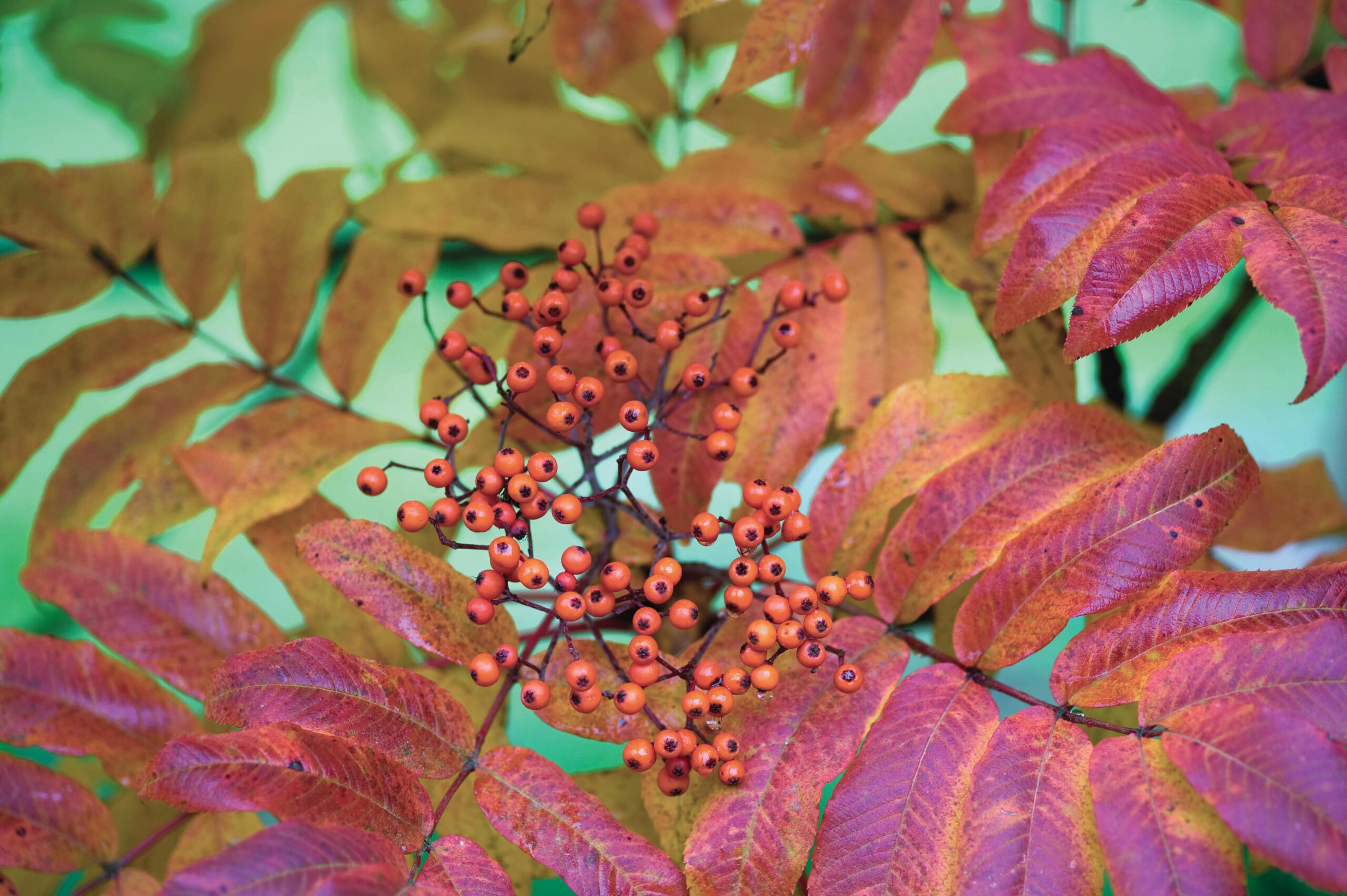 Sorbus sargentiana