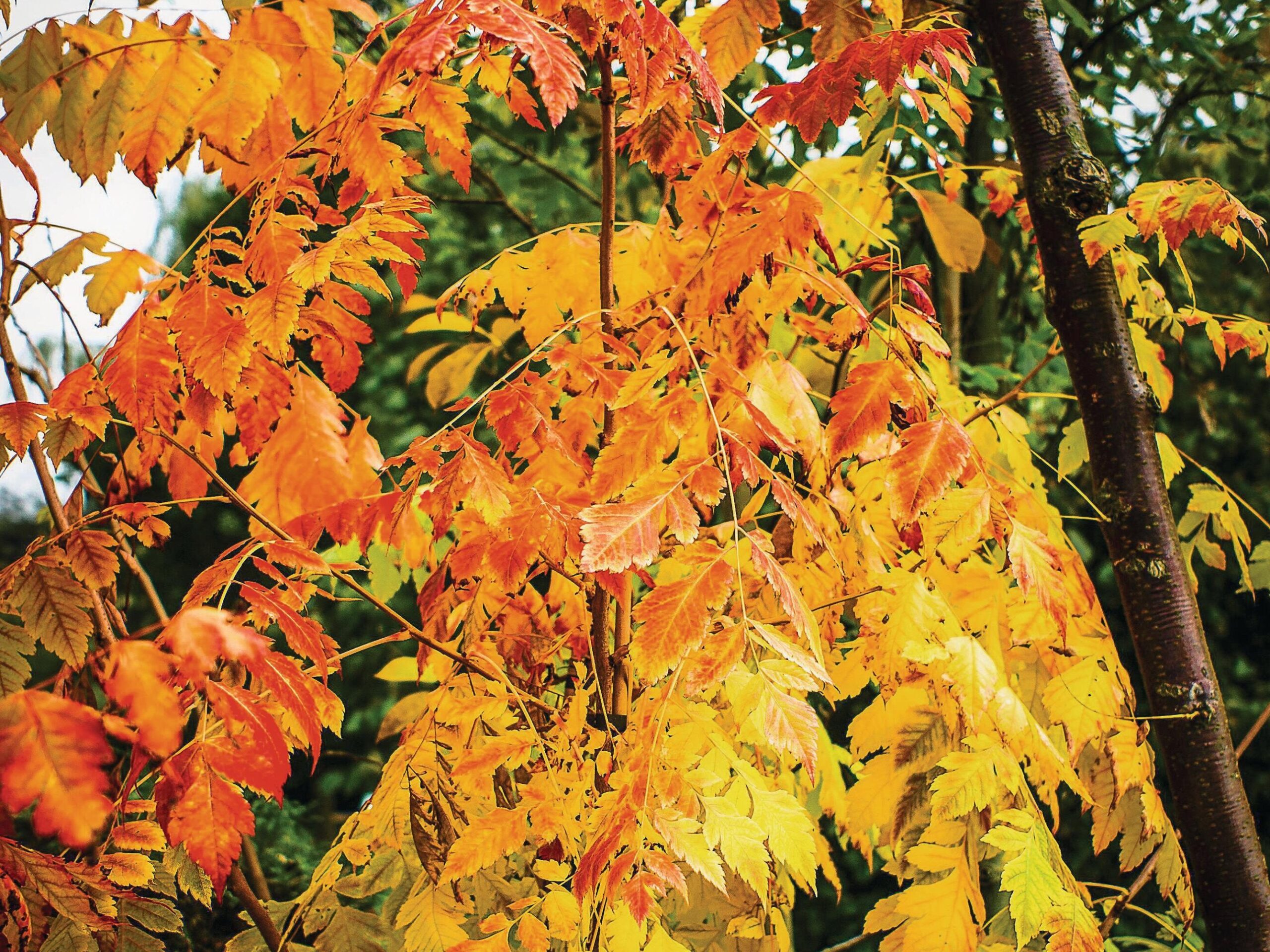Koelreuteria paniculata ‘Coral Sun’