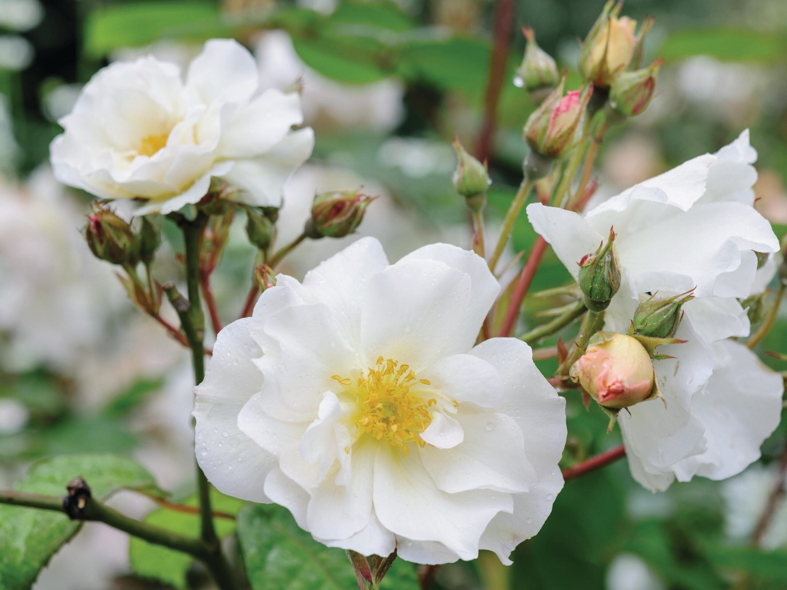 Rosa ‘Penelope’