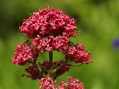 Red valerian ©&nbsp; Cuveland/ullstein bild via Getty Images