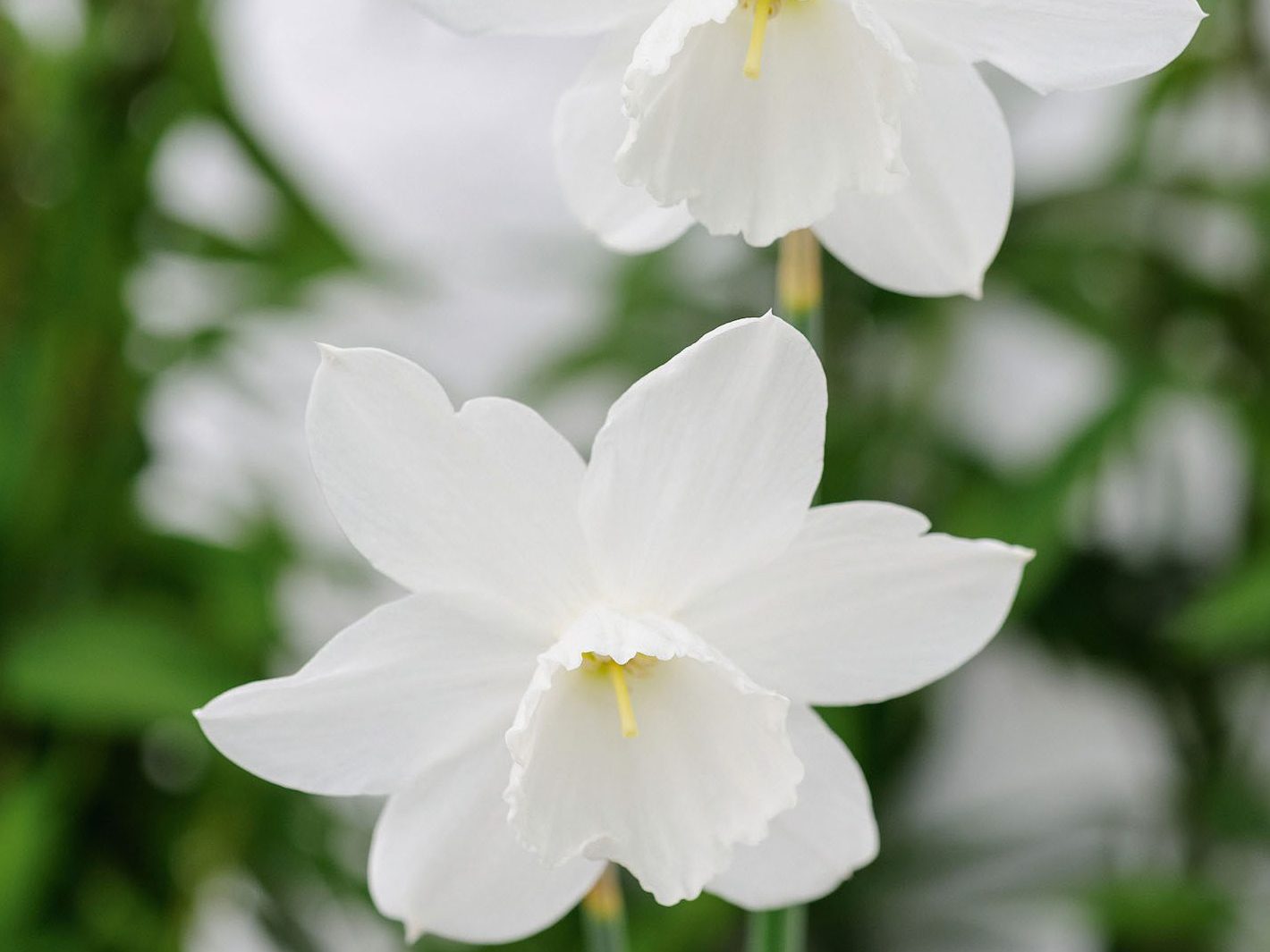 Narcissus 'Niveth'
