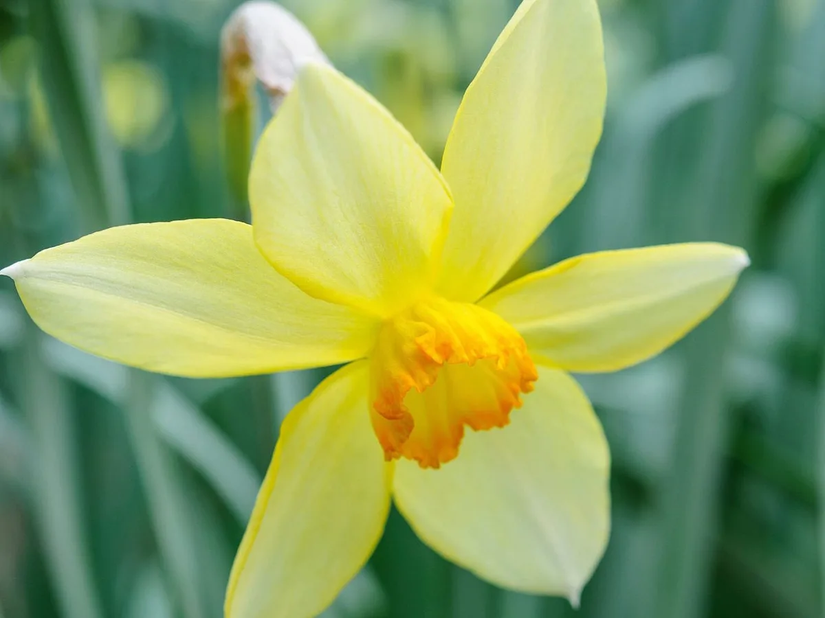 Narcissus 'Conspicuus' Narcissus 'Conspicuus'