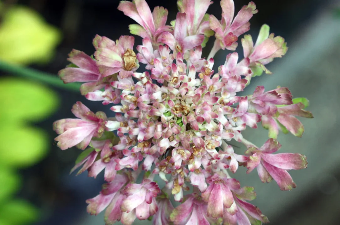 Scabiosa 'Magic' Scabiosa 'Magic'