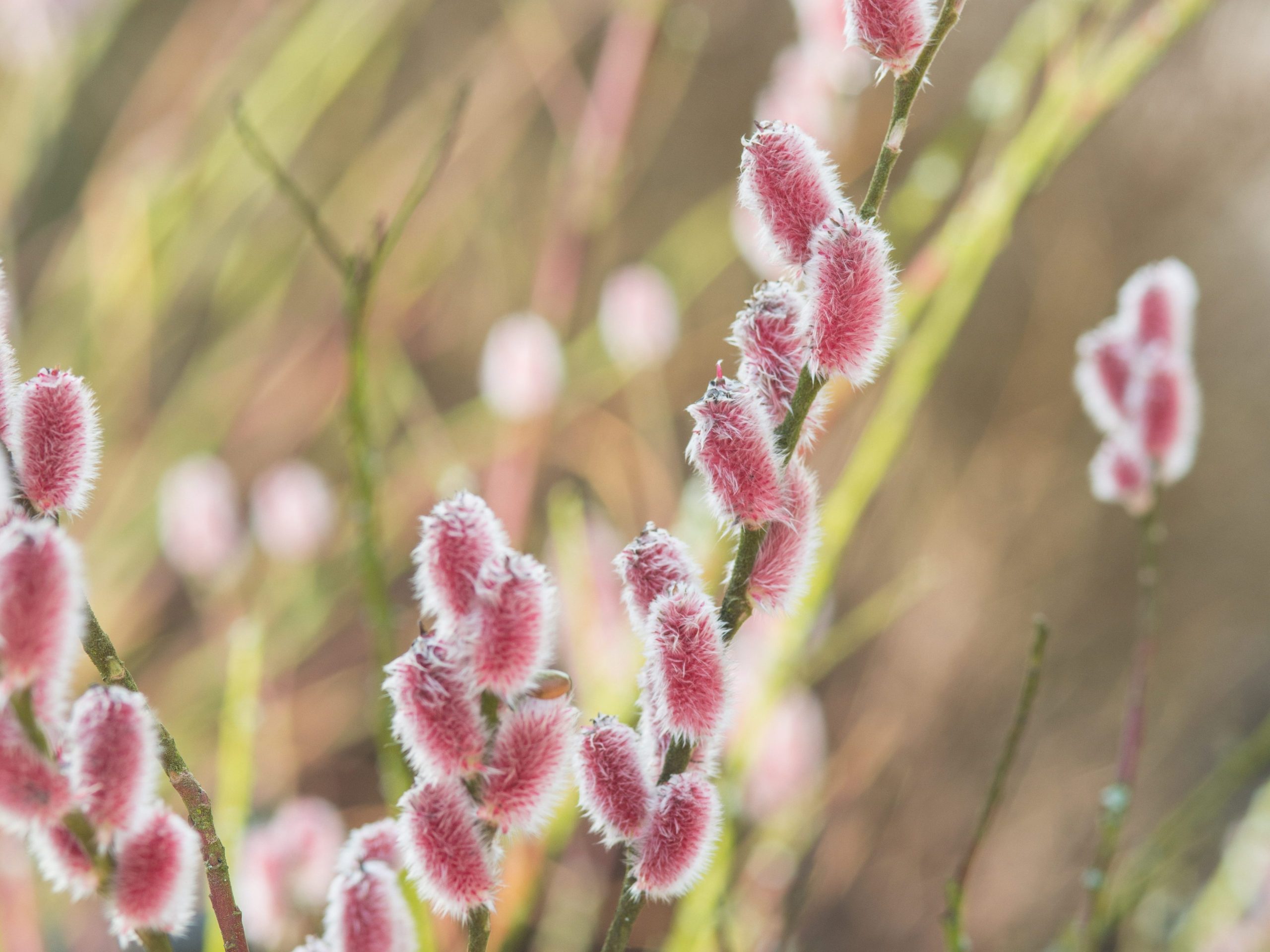Pussy willow: Salix chaenomeloides