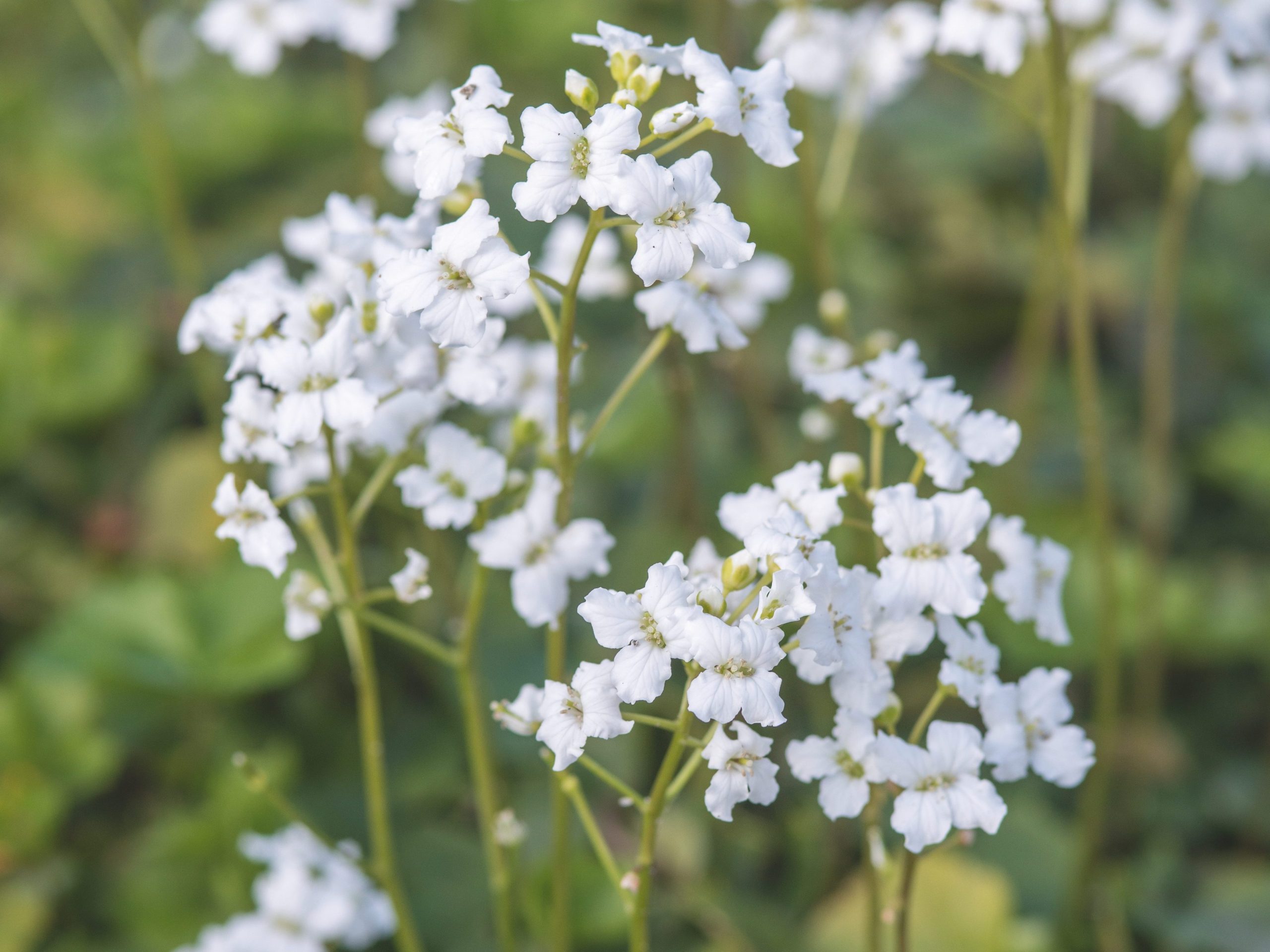   Cardamine trifolia 