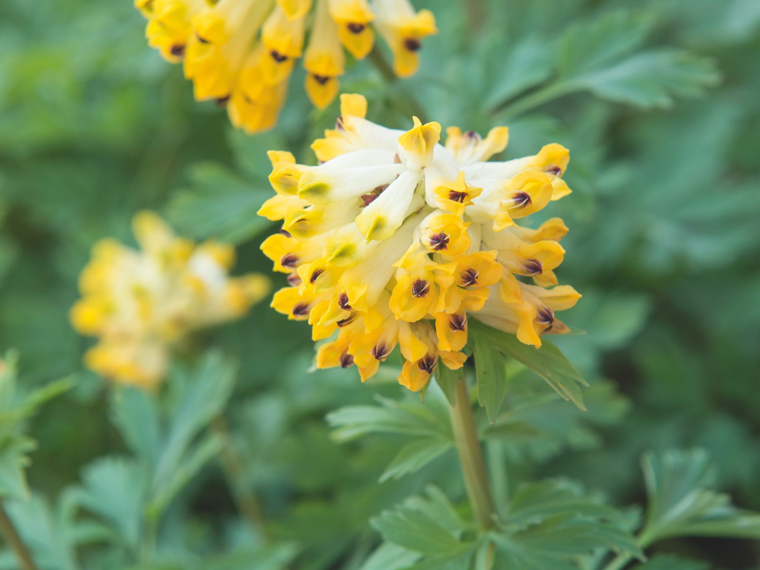 Corydalis nobilis  