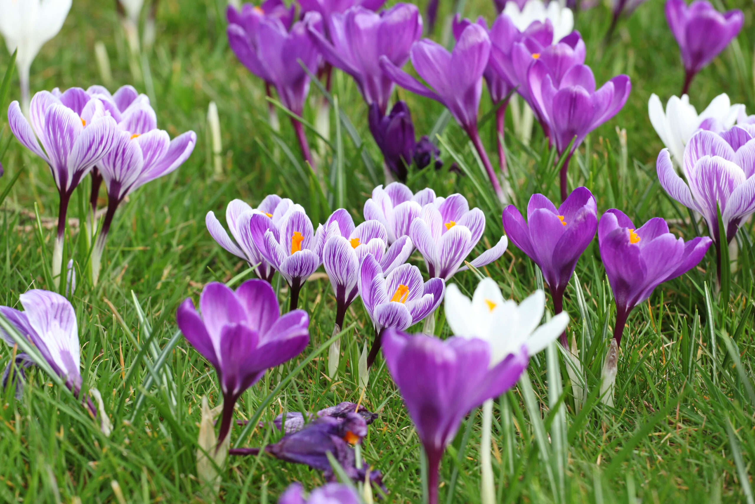 Crocus flowers