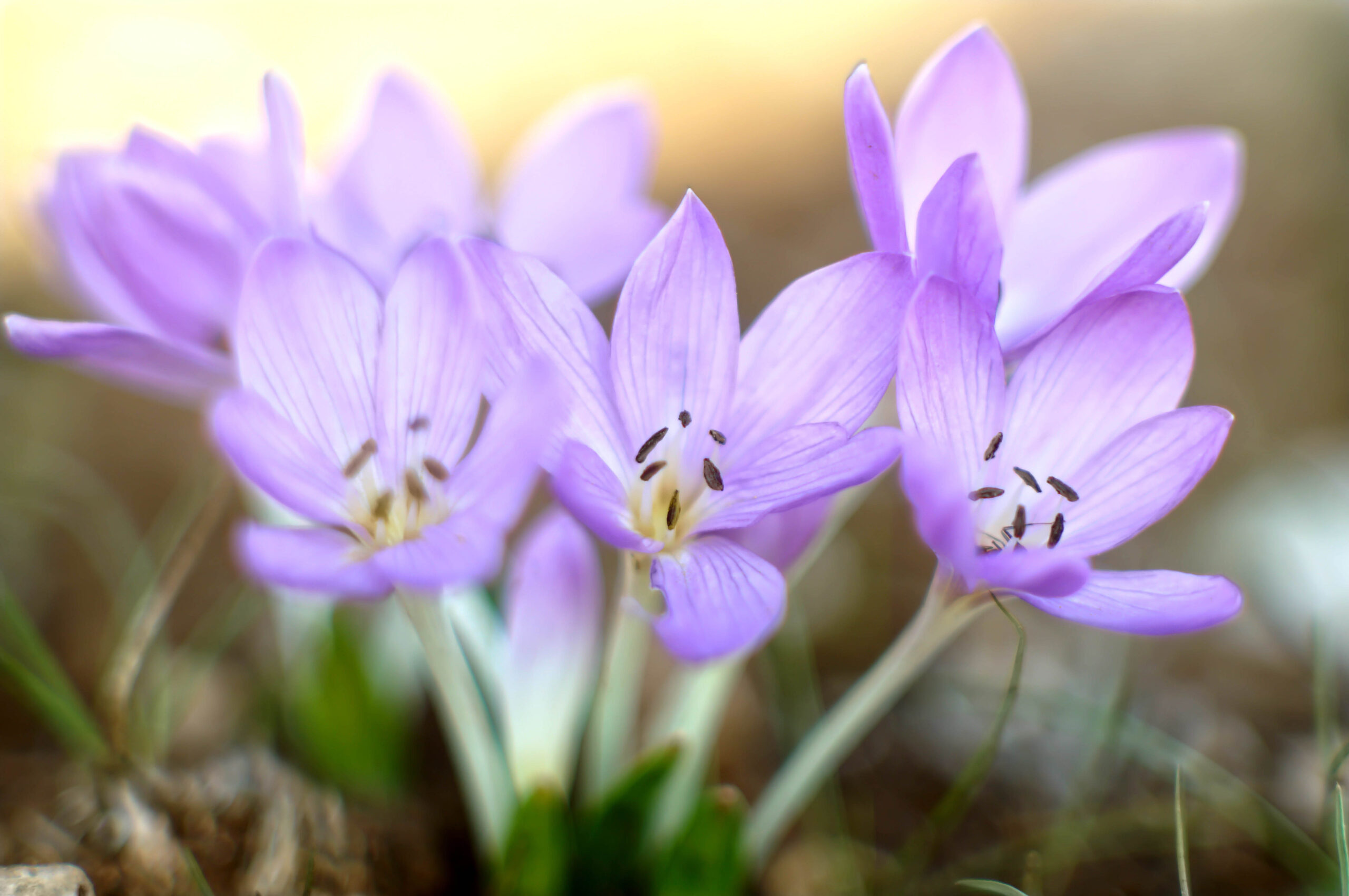 Colchicum