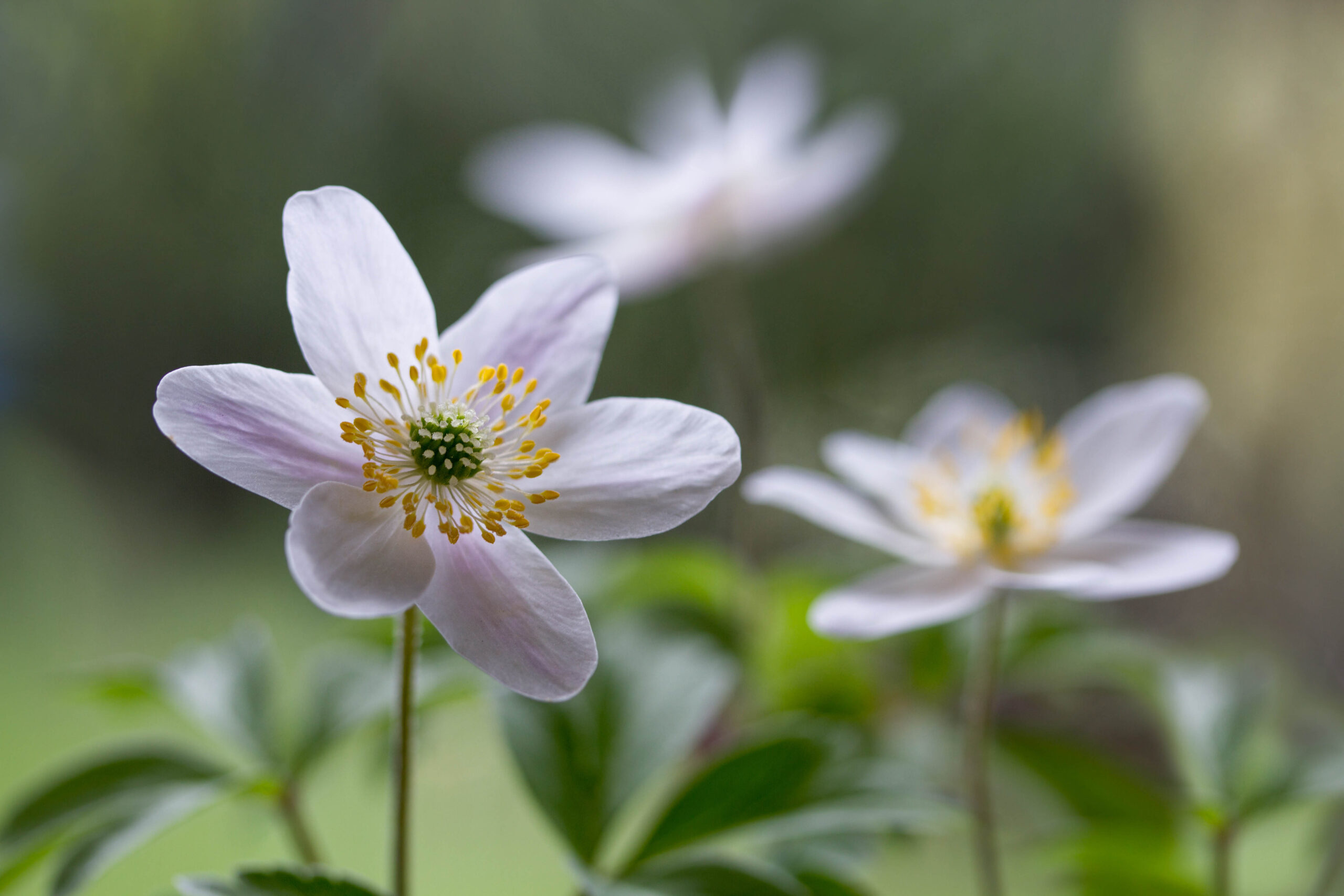 Wood anemones