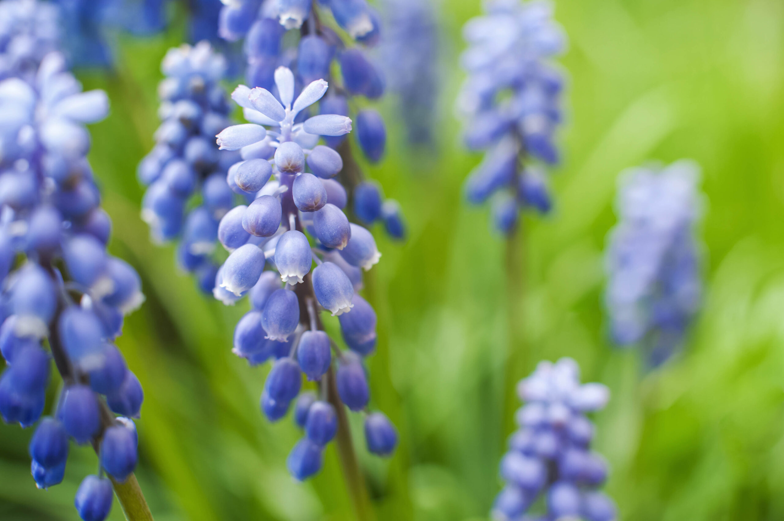 Grape hyacinth