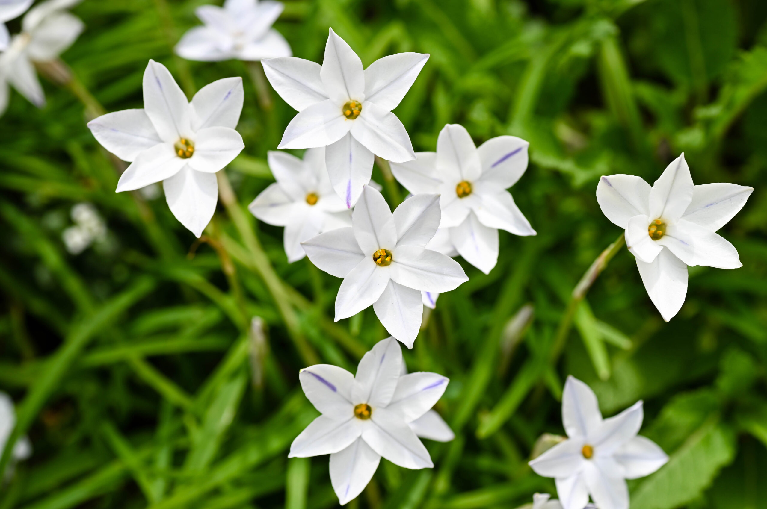 Ornithogalum umbellatum