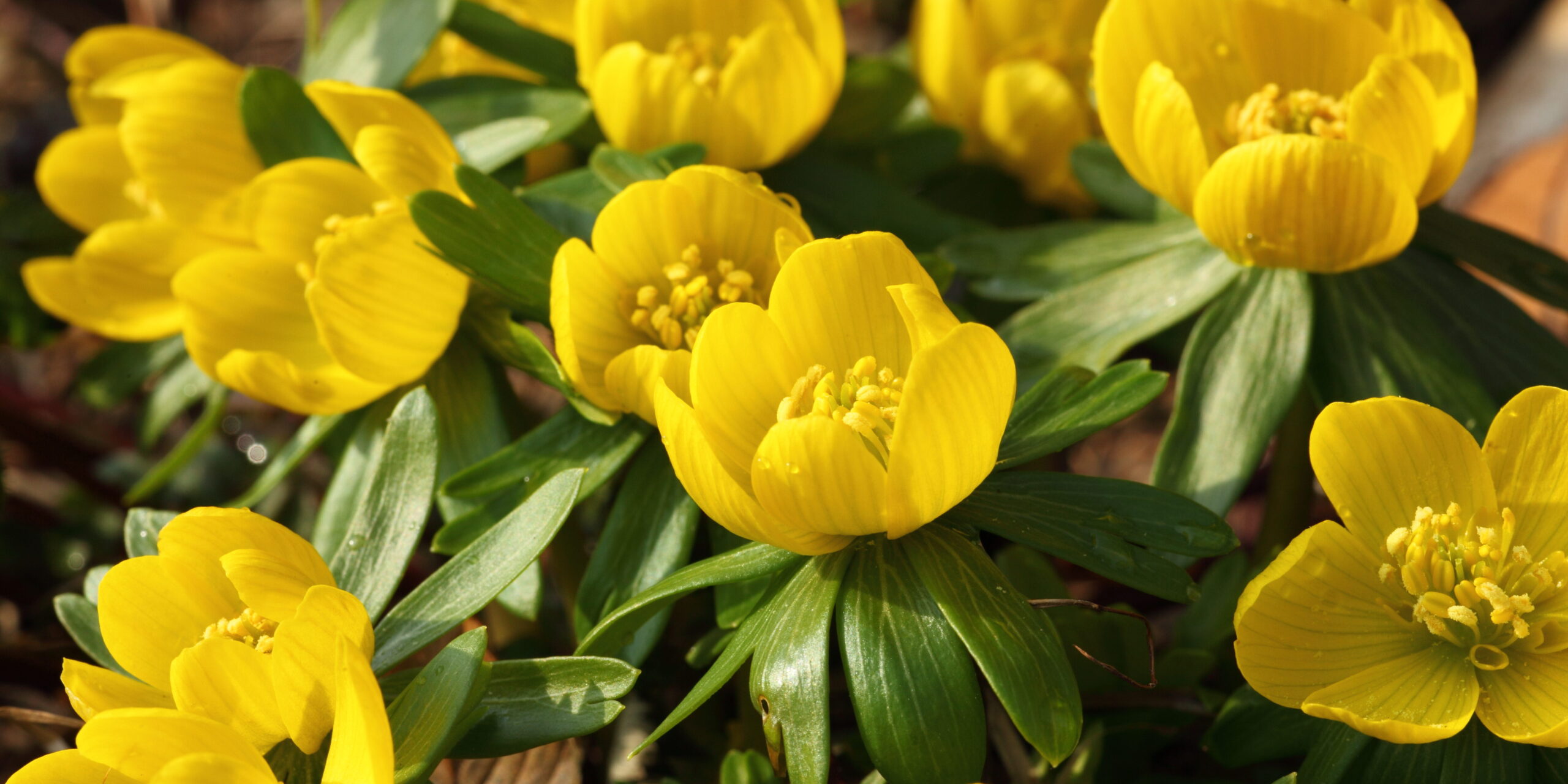 Eranthis - winter aconite