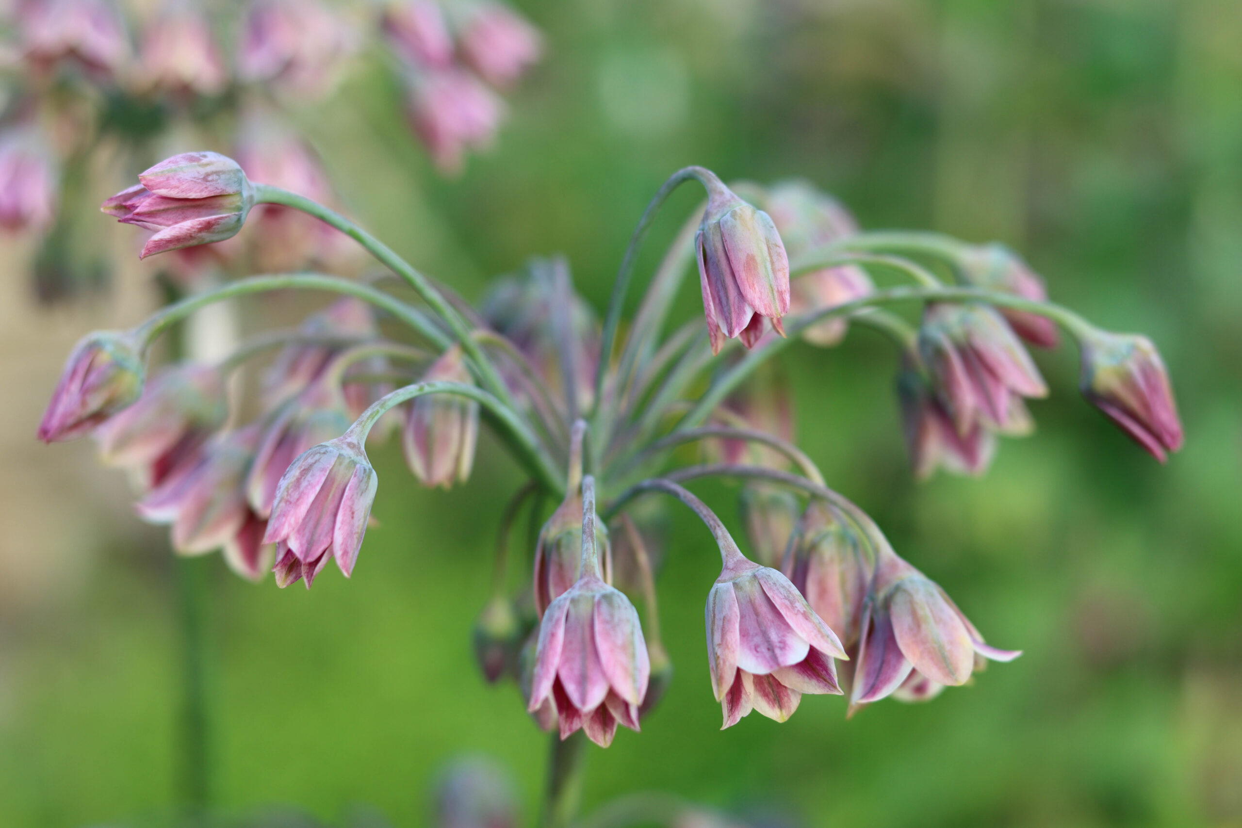 Allium siculum