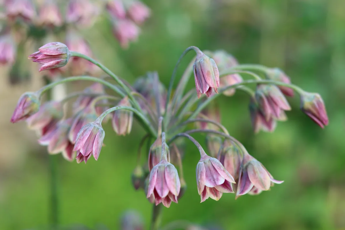 Allium siculum Allium siculum
