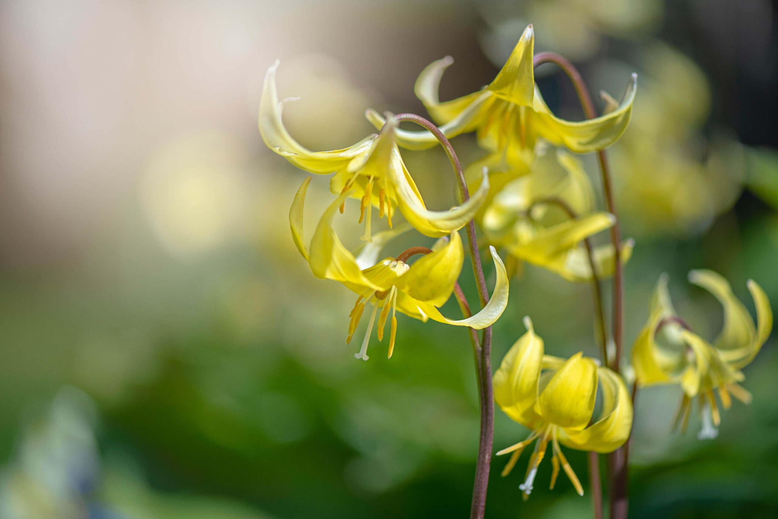 Erythronium 'Pagoda'