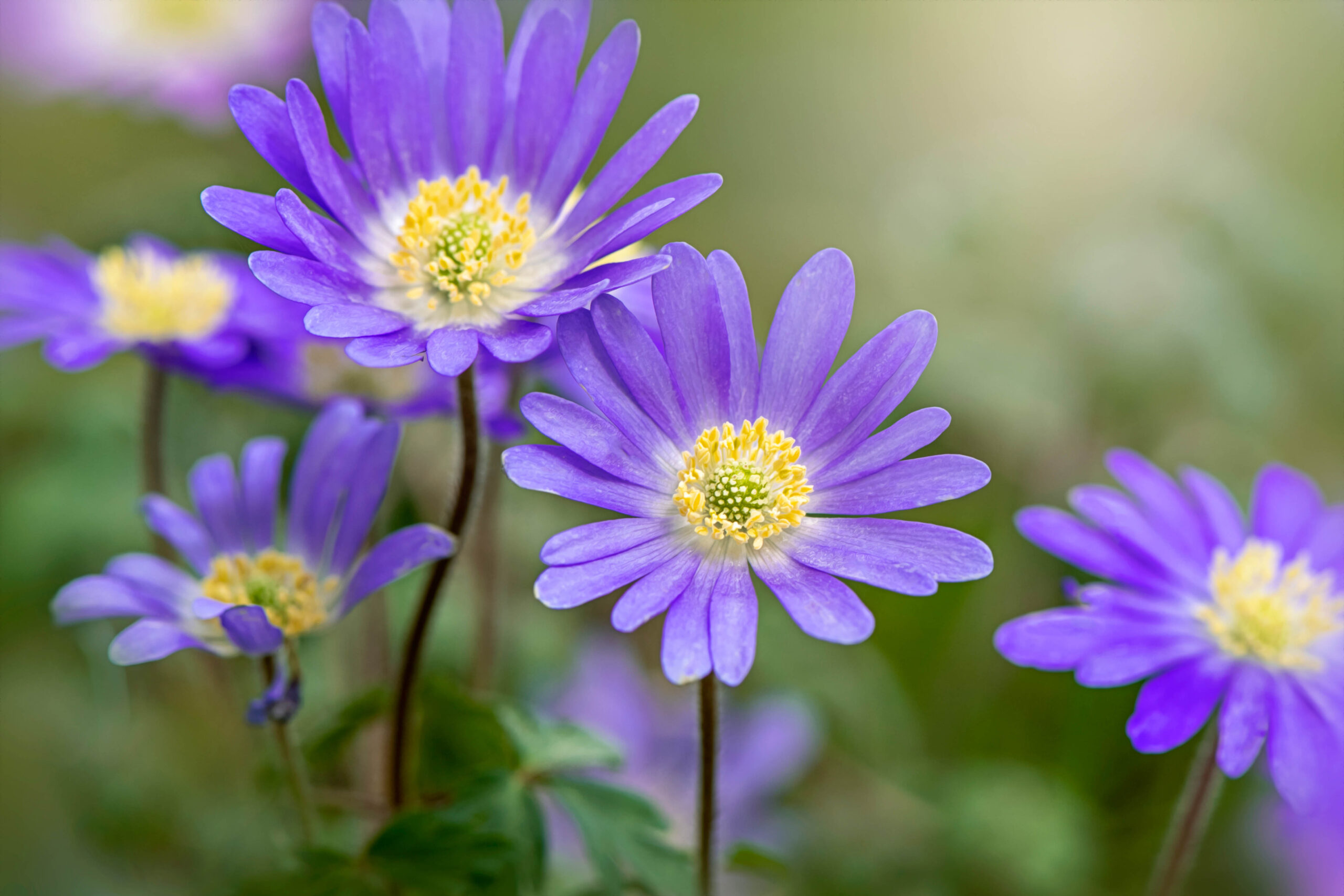 Anemone blanda