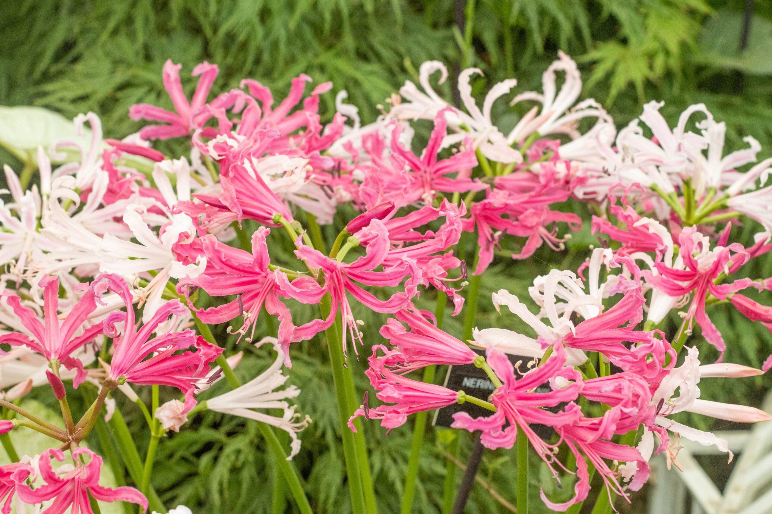 Nerines