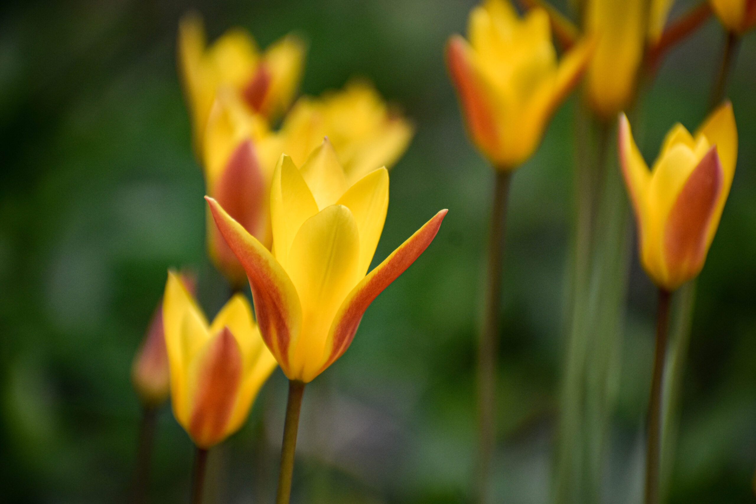 Tulipa clusiana