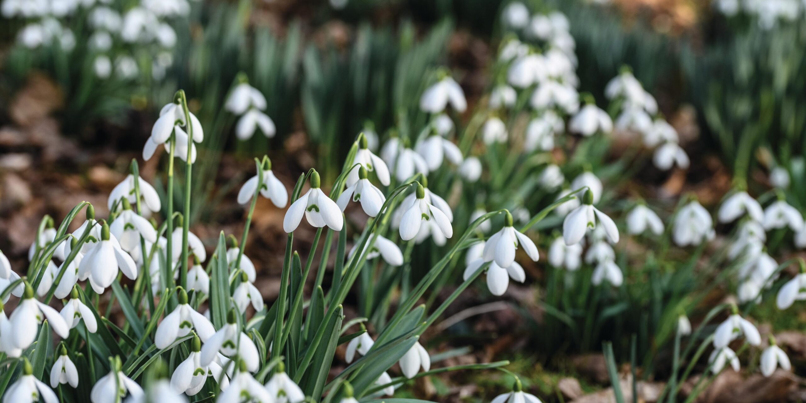 Snowdrops at Shepton Mallet Snowdrop festival