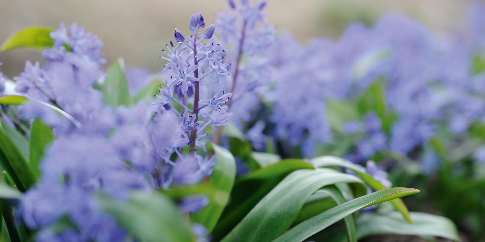 Scilla bithynica