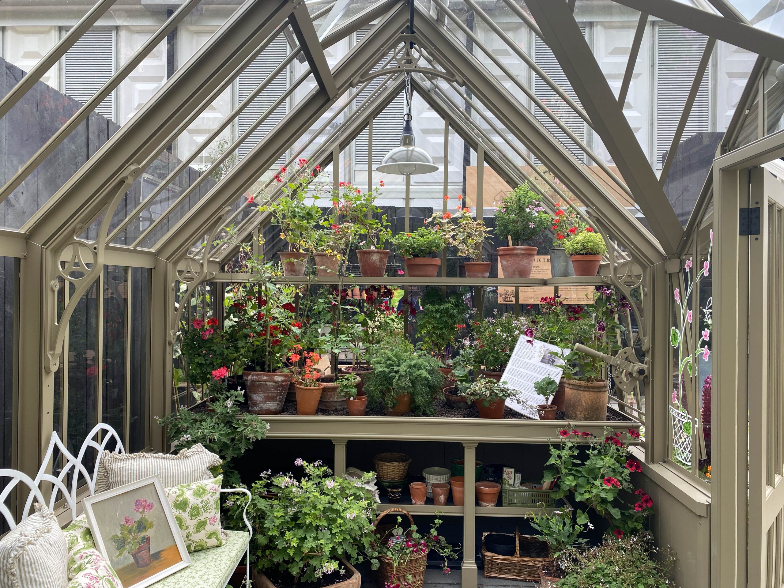 Alitex greenhouse with Fibrex pelargoniums, Chelsea 2025