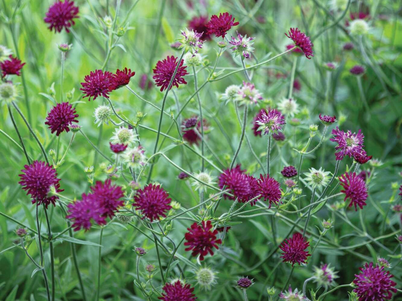 Knautia macedonica 'Mars Midget'