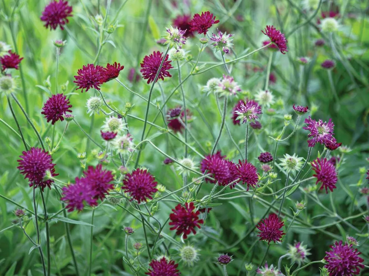 Knautia macedonica 'Mars Midget' Knautia macedonica 'Mars Midget'