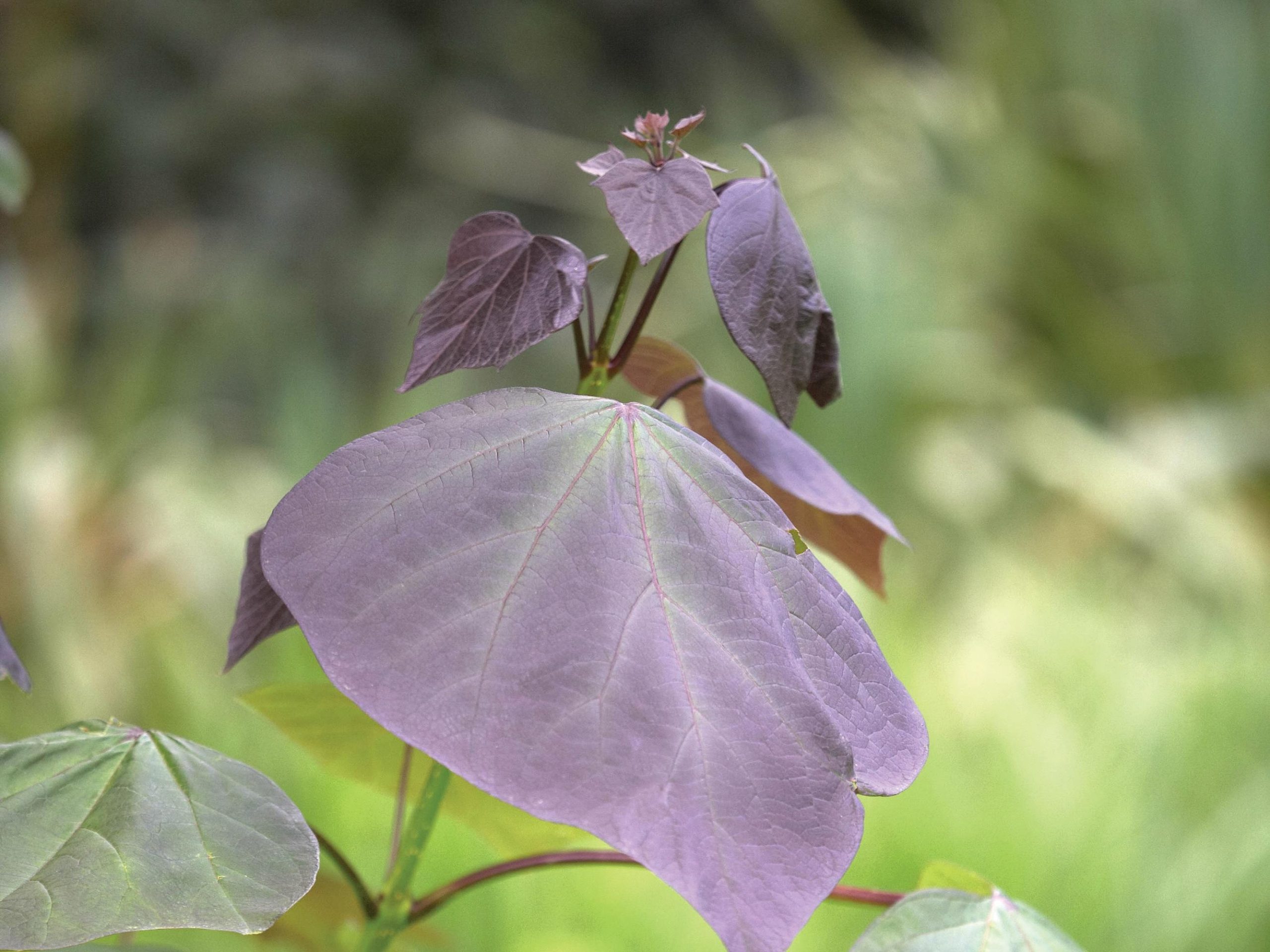 Catalpa X erubescens ‘Purpurea’