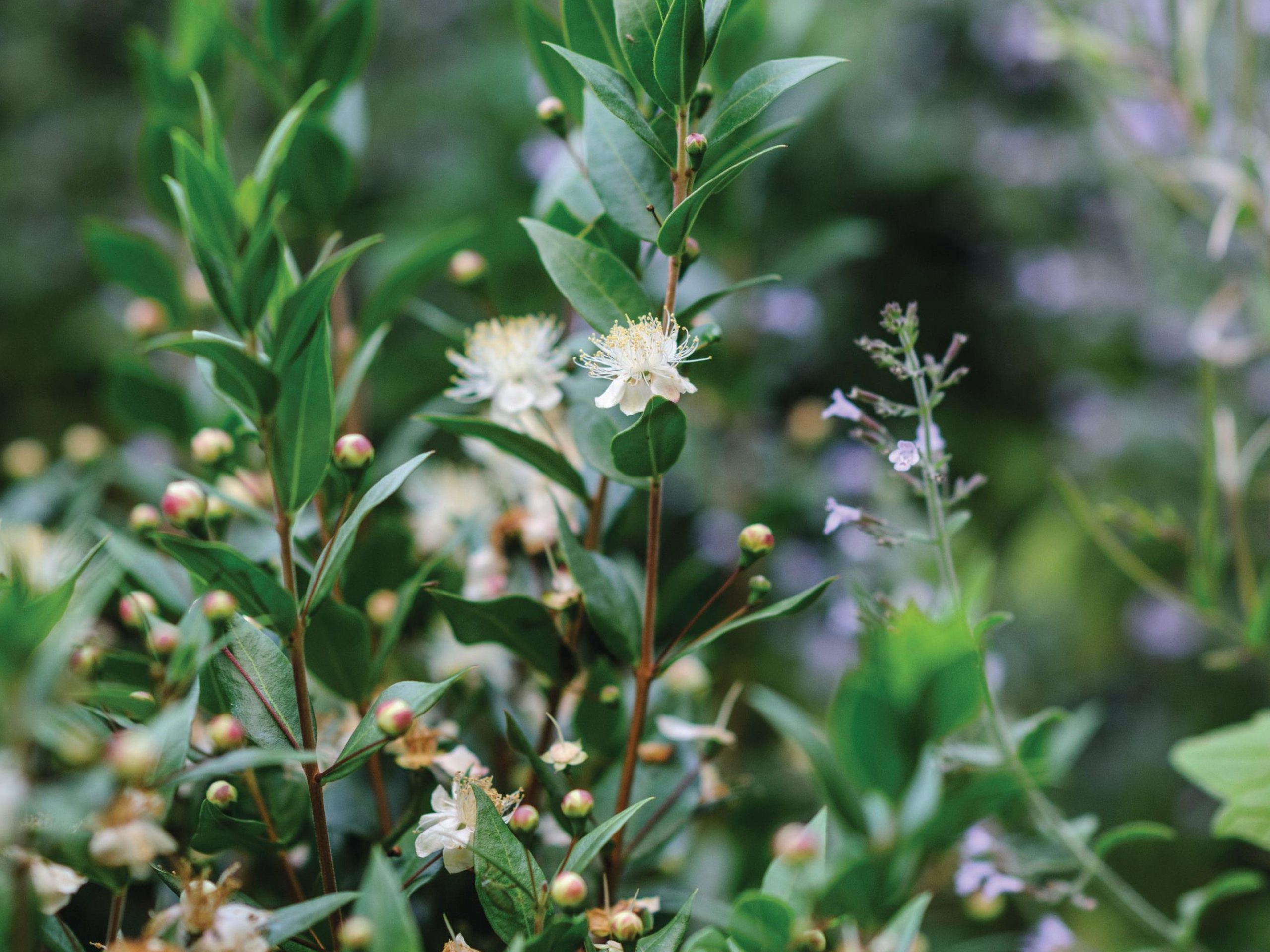 Myrtus communis