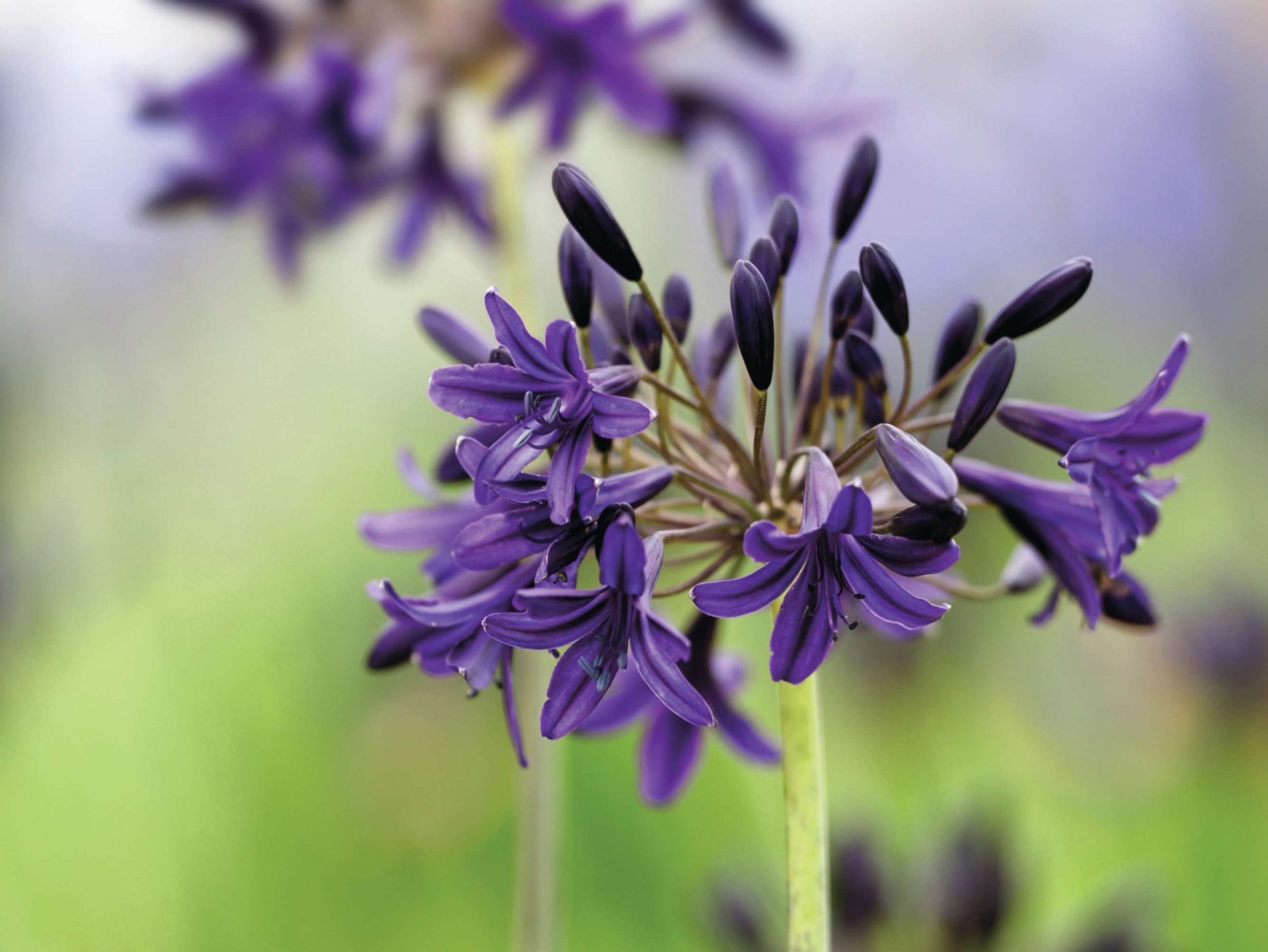 Agapanthus ‘Indigo Dreams’