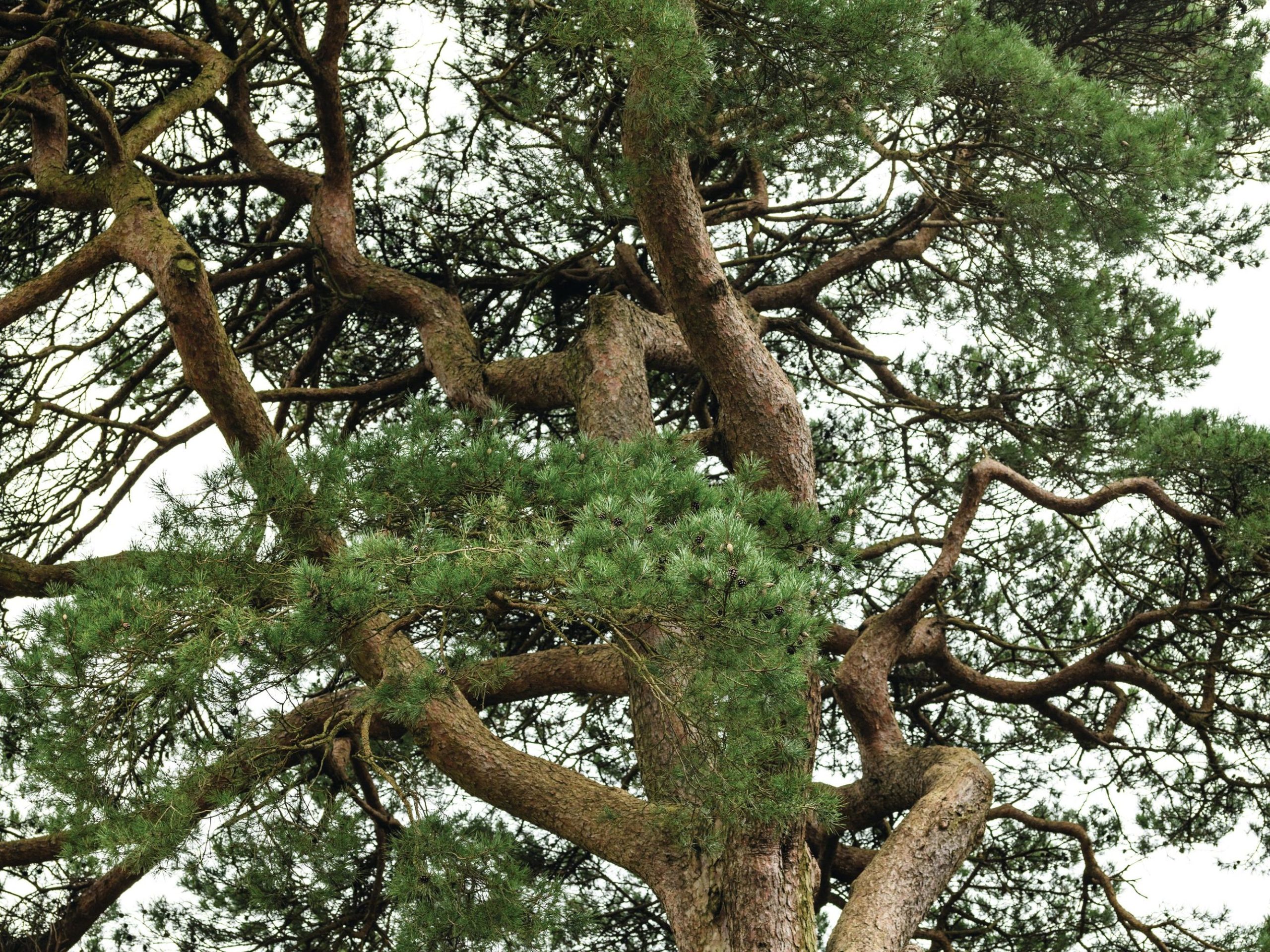 Pinus sylvestris