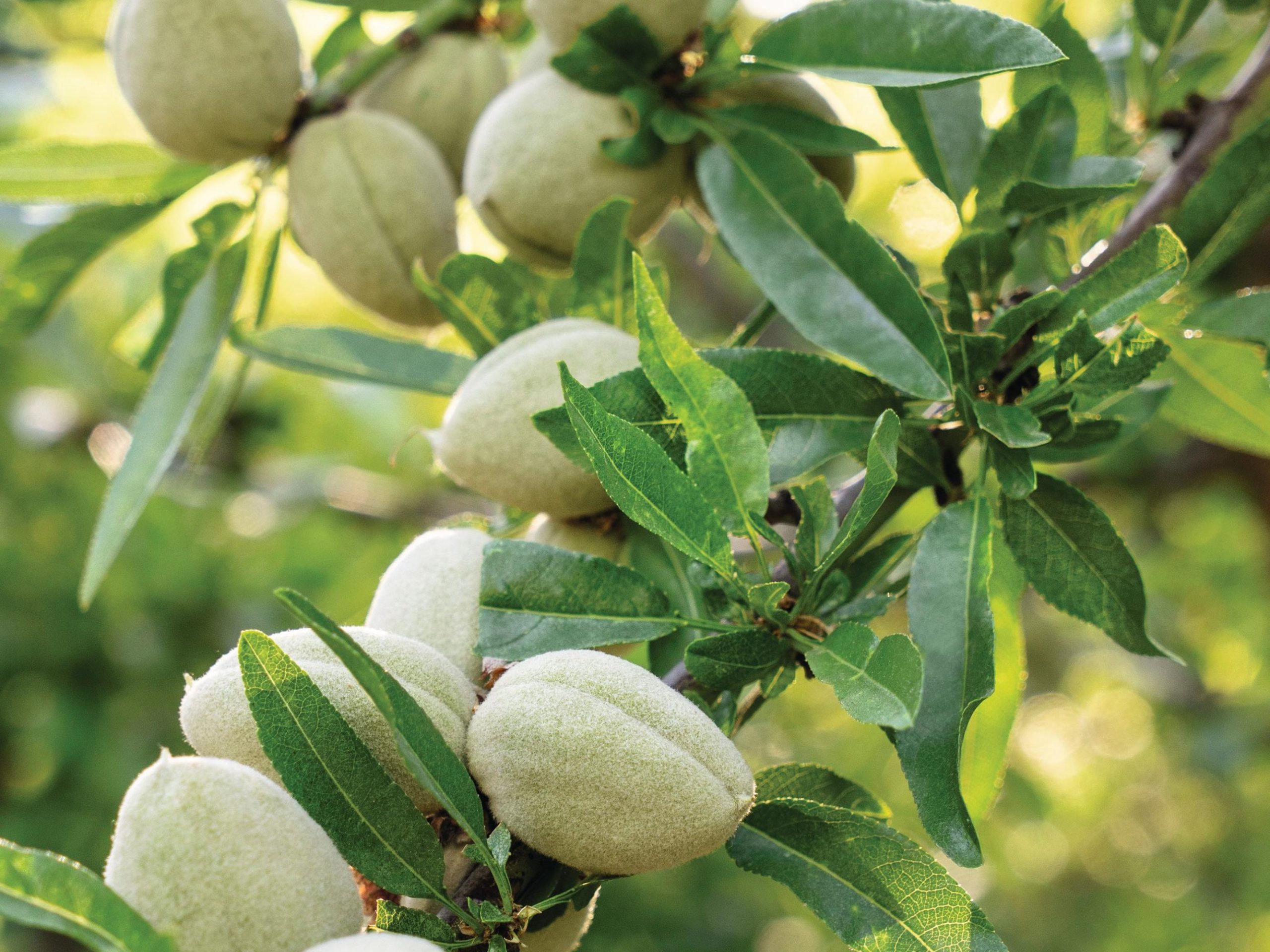 Prunus dulcis