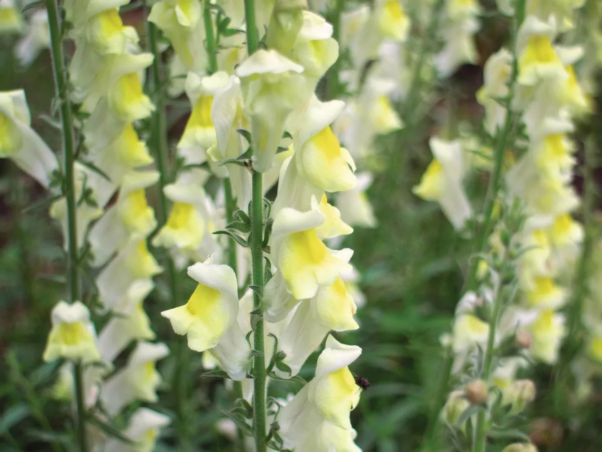 Antirrhinum braun-blanquetii Antirrhinum braun-blanquetii